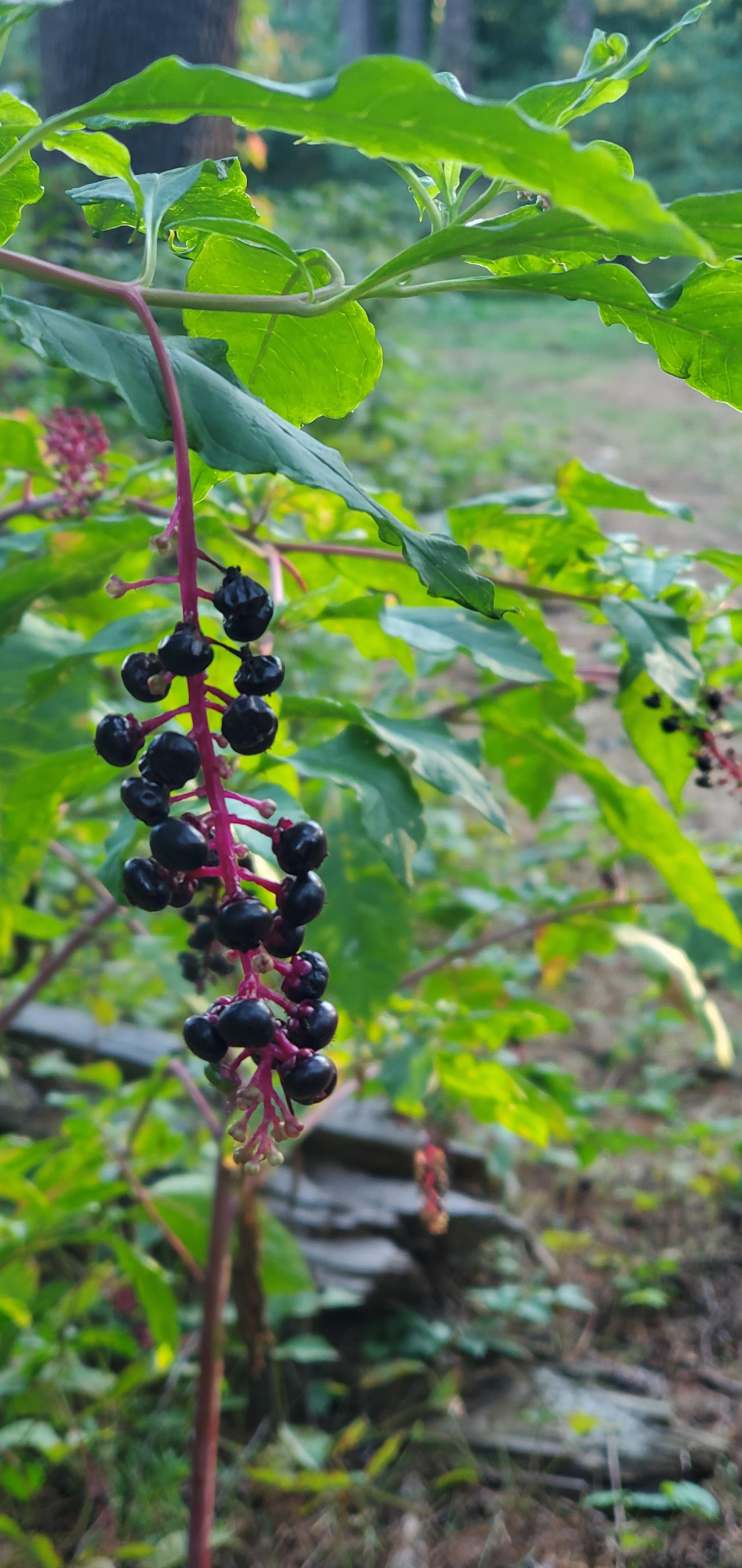 Edible or poisonous blueberry lookalike r/PlantIdentification