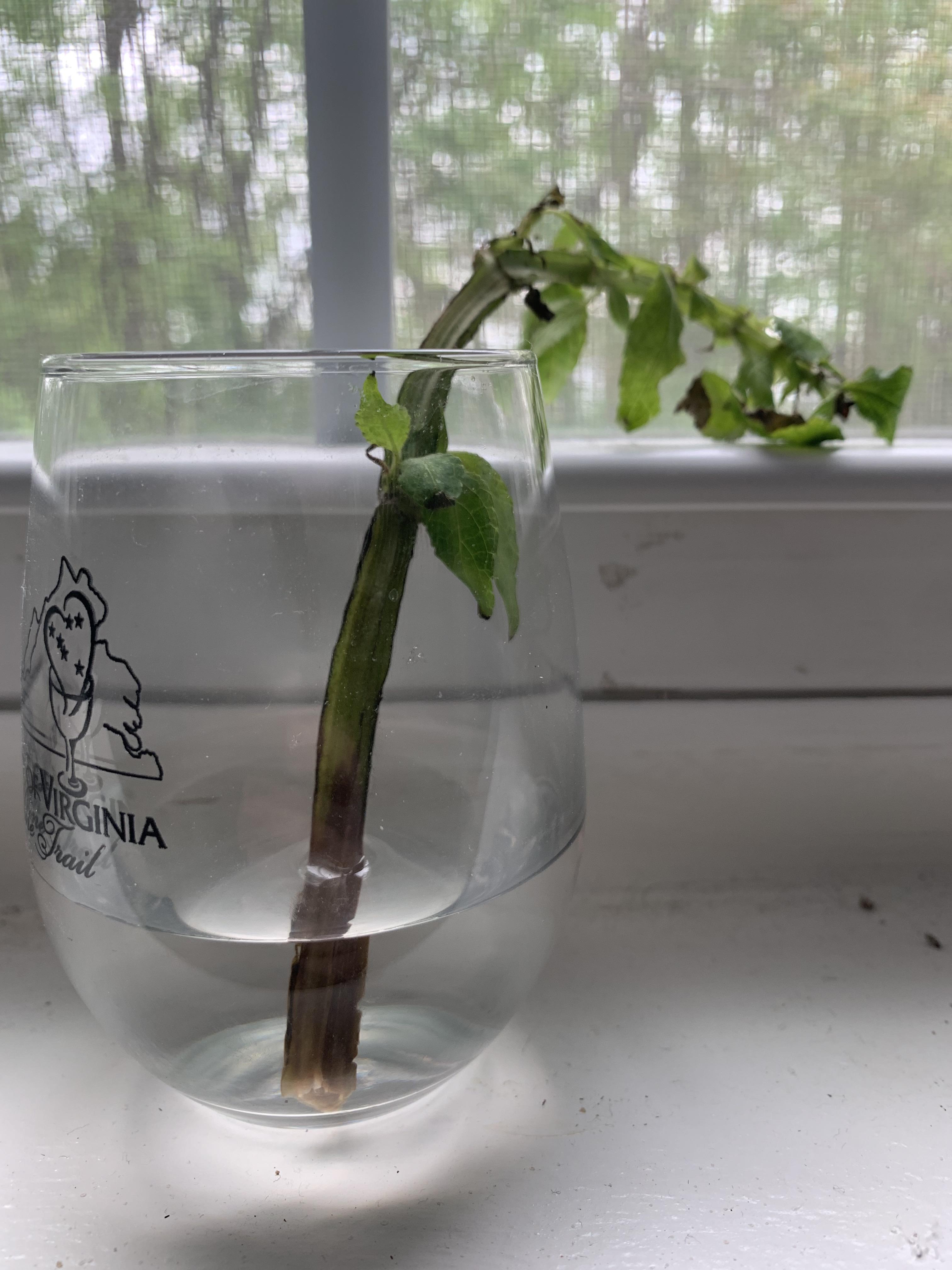 This salvia cutting has been in water for about 9 days and the past few