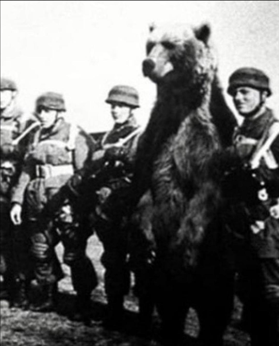 Pictured here is Wotjek the soldier bear. He was found by Polish