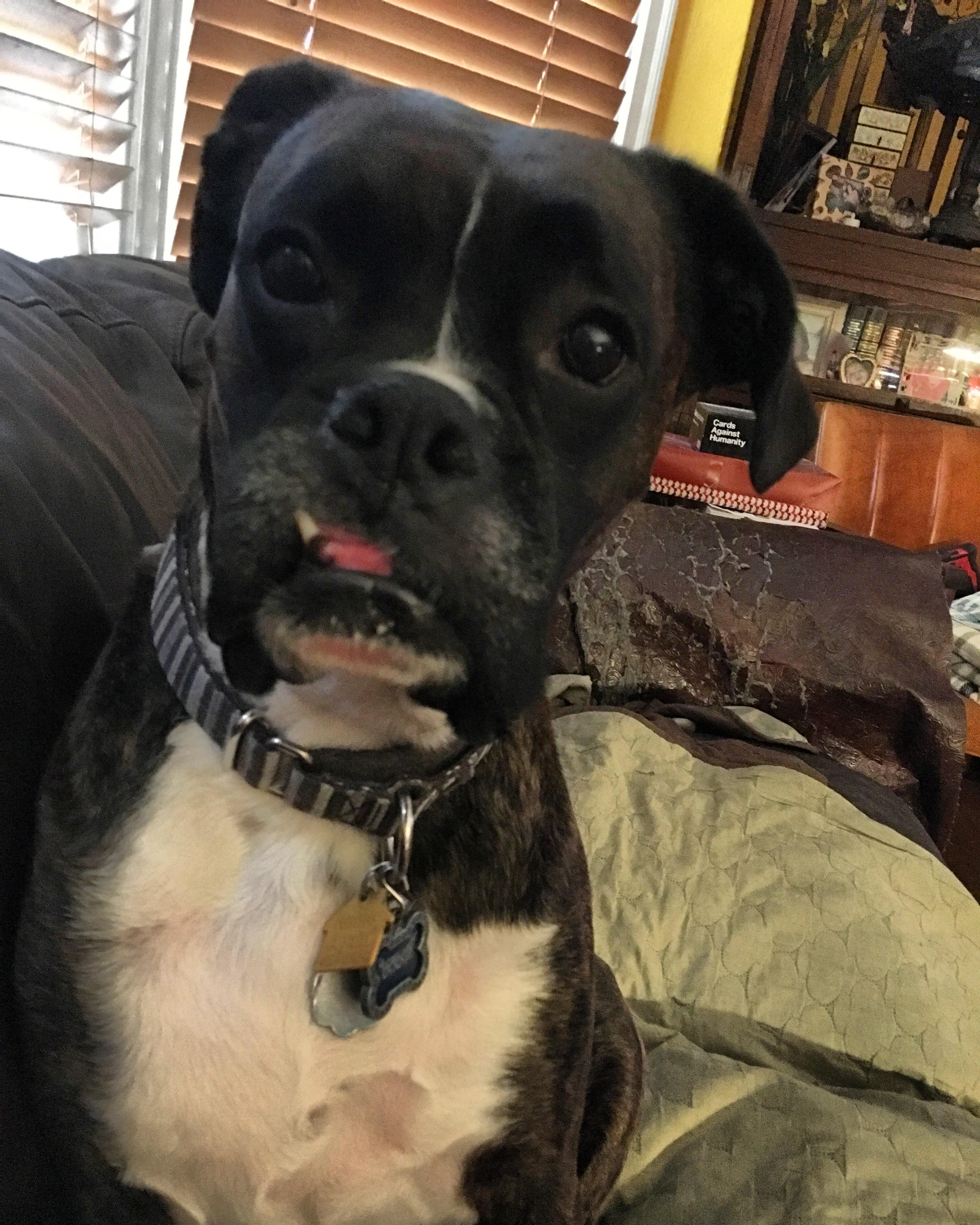 My poor Dodgey boy started limping and favoring his left back leg