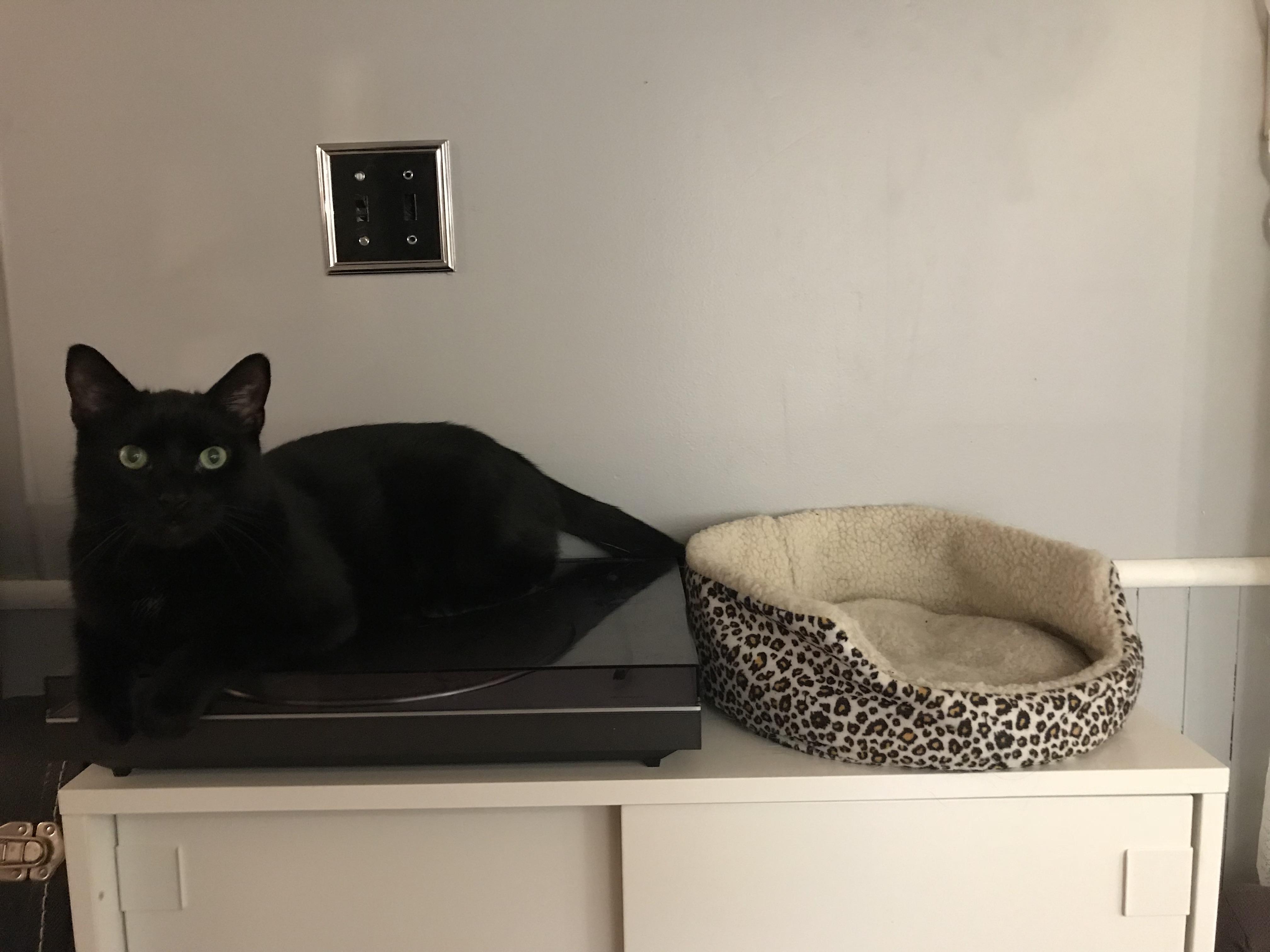 I tried to bribe my cat to stay off my turntable with a catnip covered