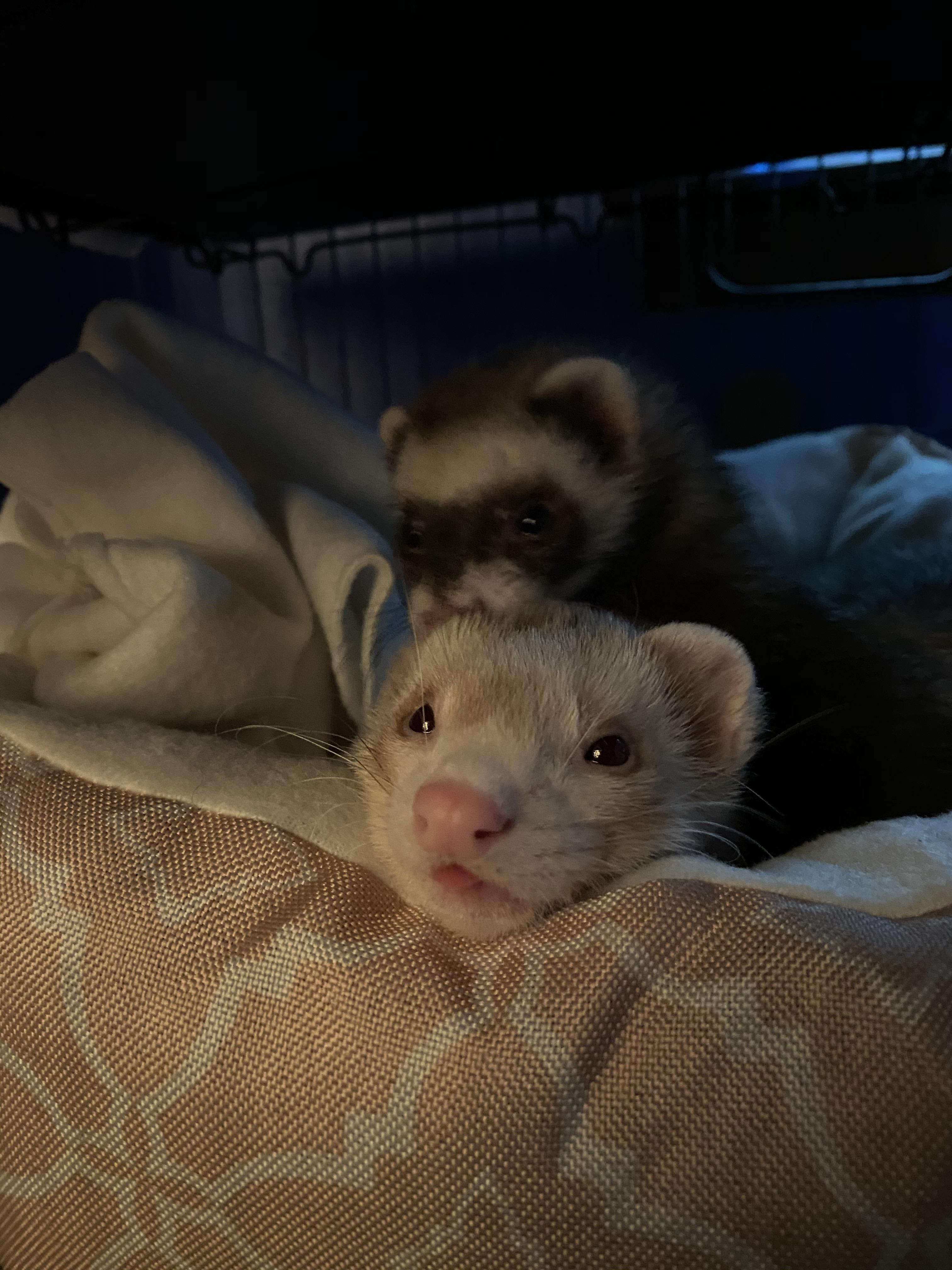 Newbed r/ferrets