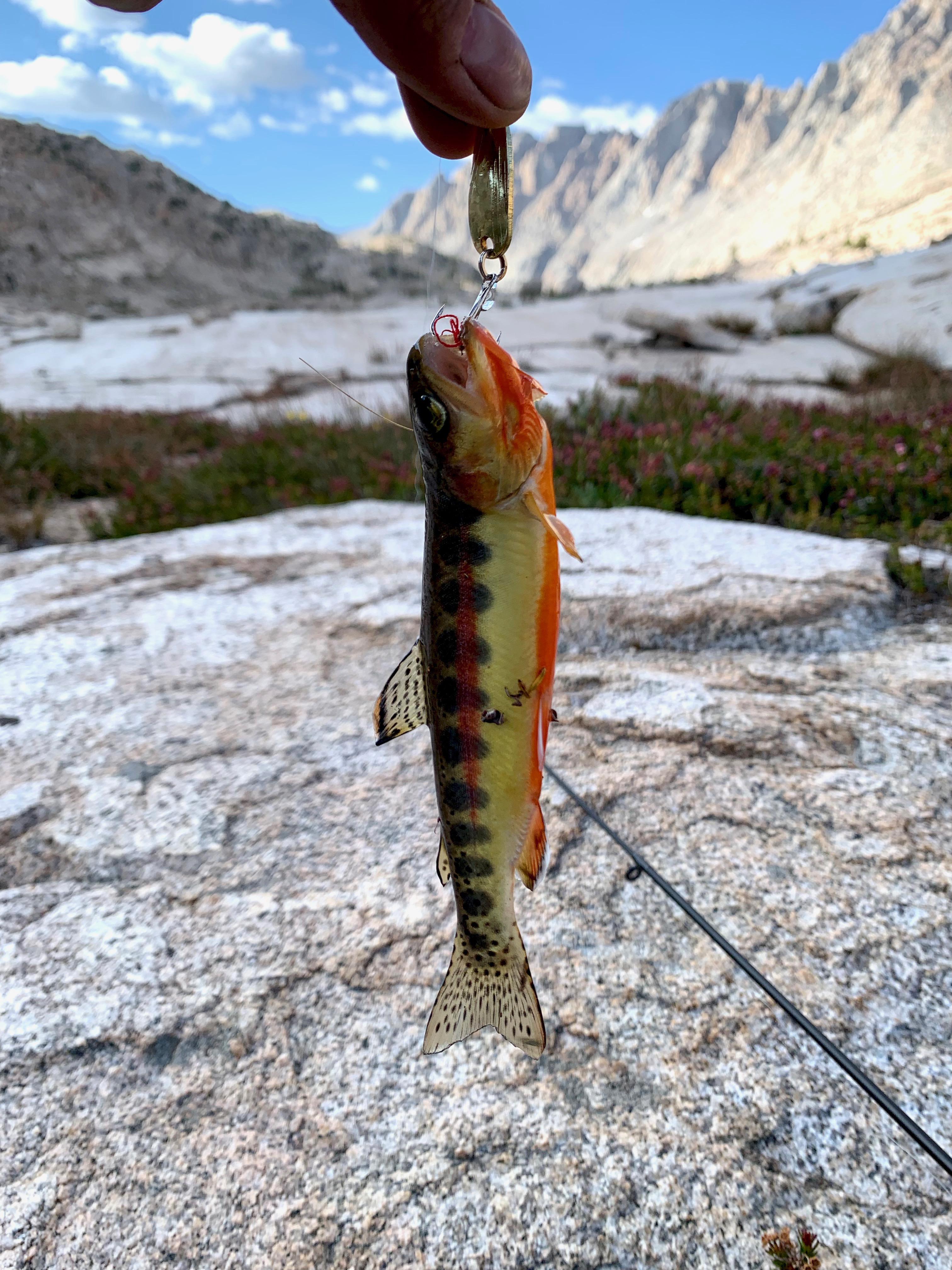 Here's a golden trout caught at around 11,000ft in the High Sierra r
