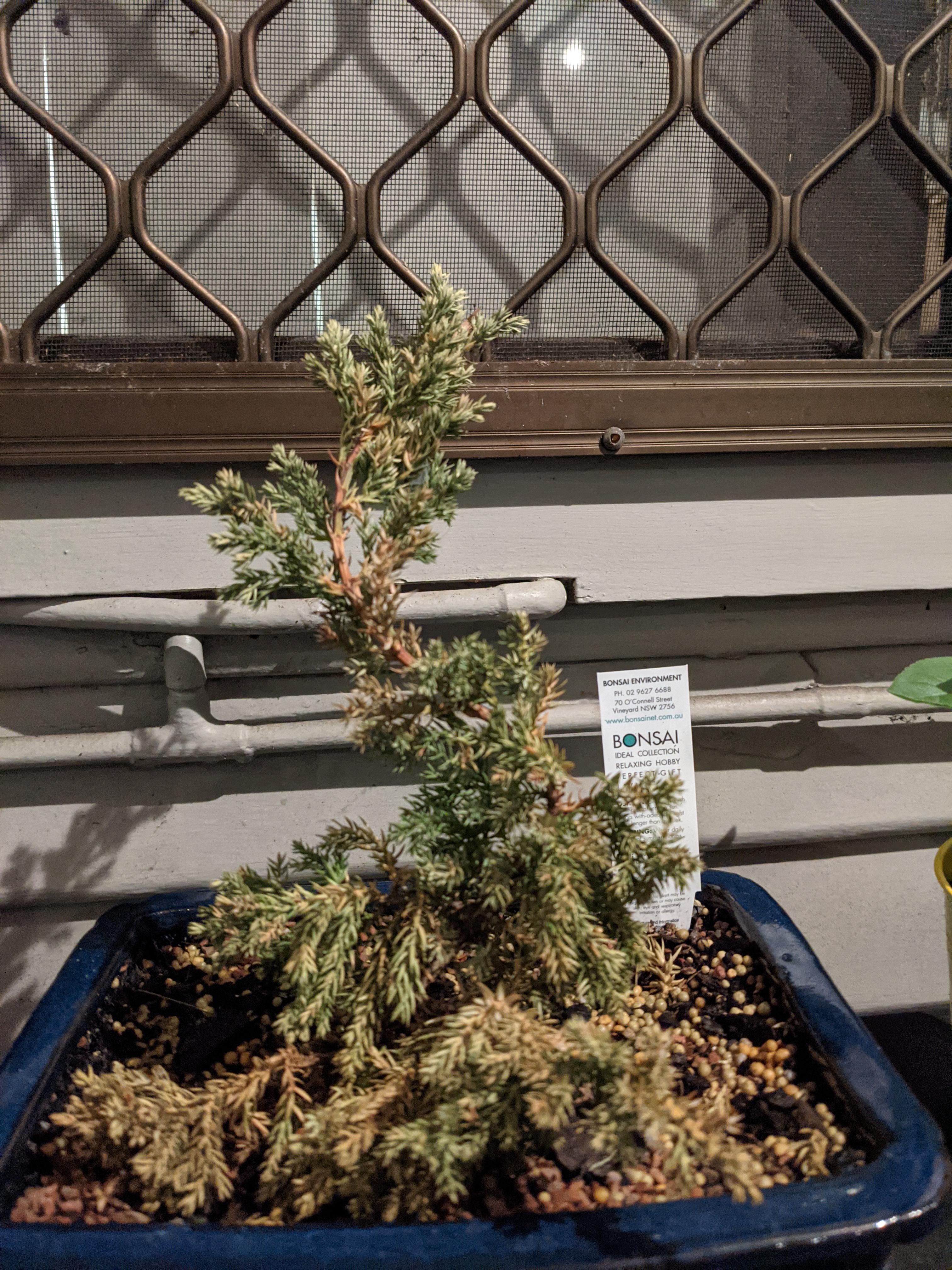 Too much Sun? Too much water? Both? Hey all new to bonsai and received