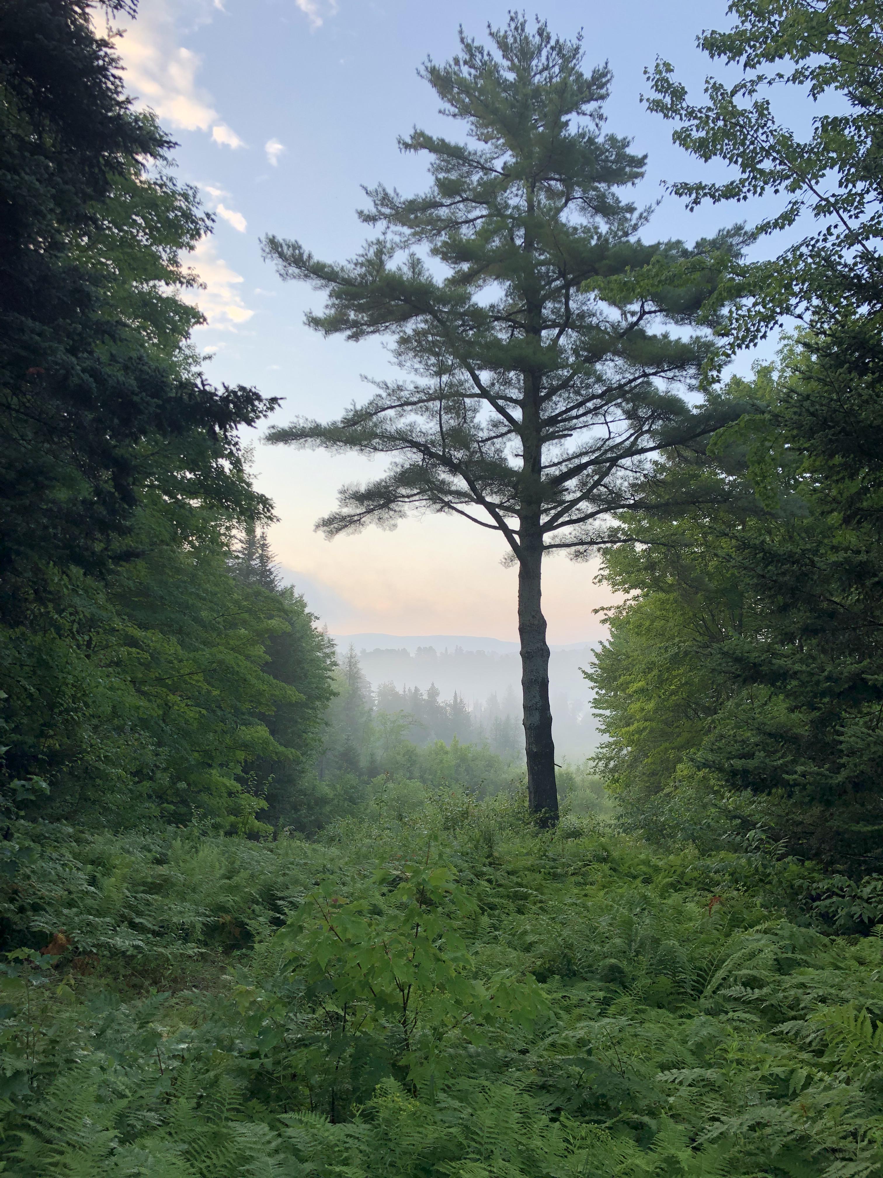 The view from my cabin after a big rain, Caspian Lake VT r/Outdoors