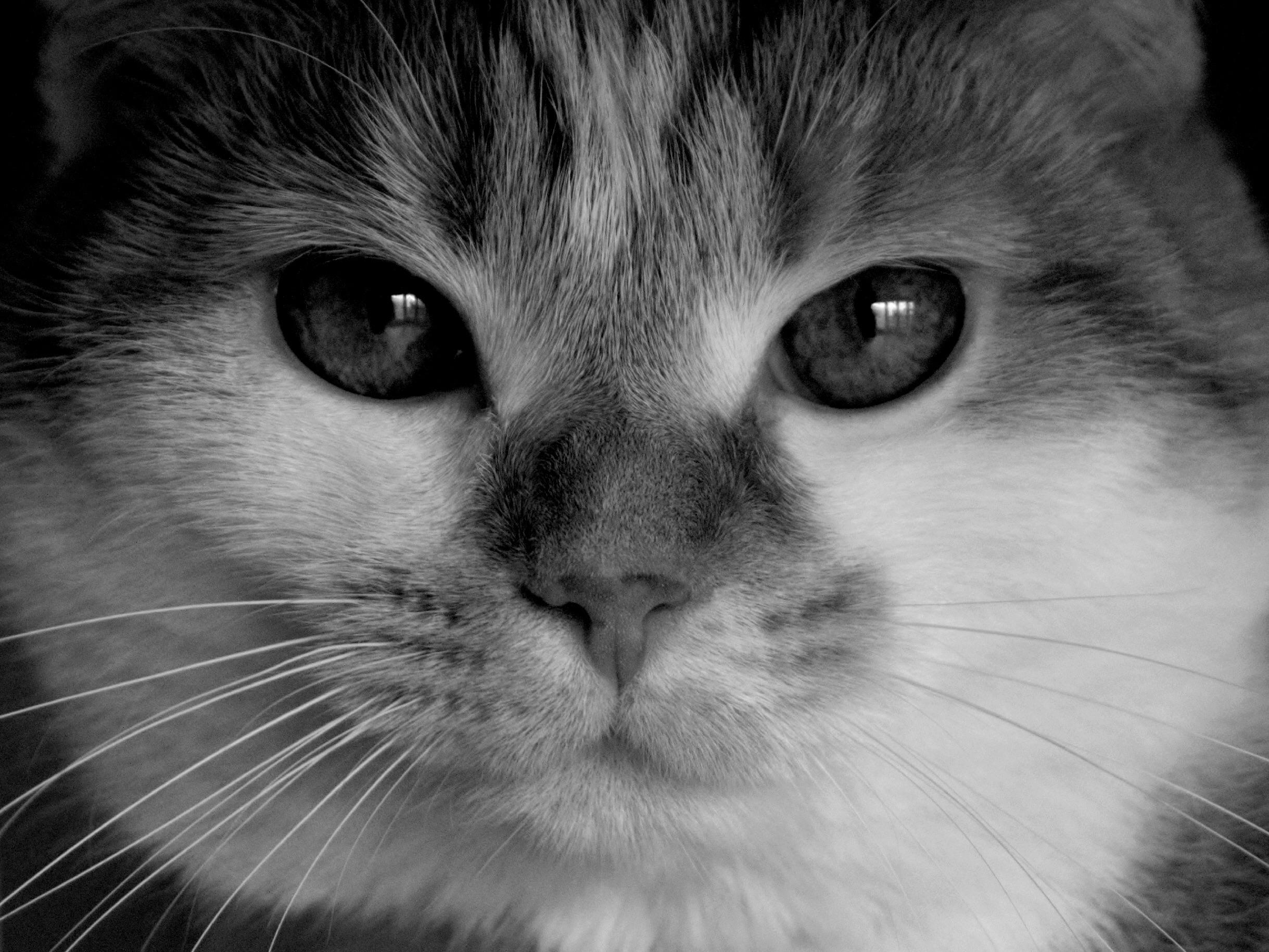 The best photo of a cat I’ve ever taken! r/cats