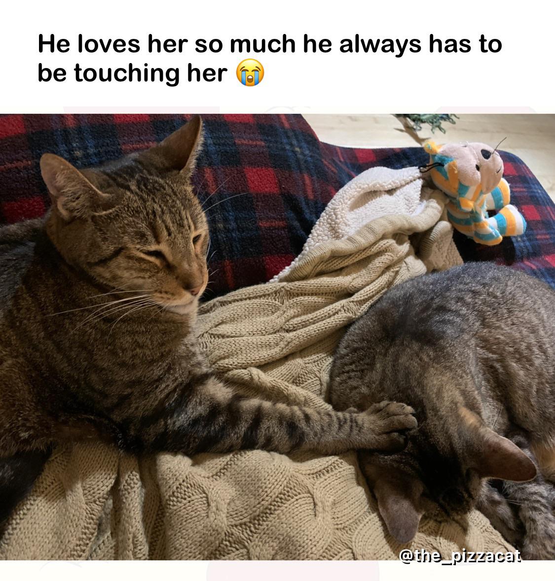He really does love her so much r/Catmemes
