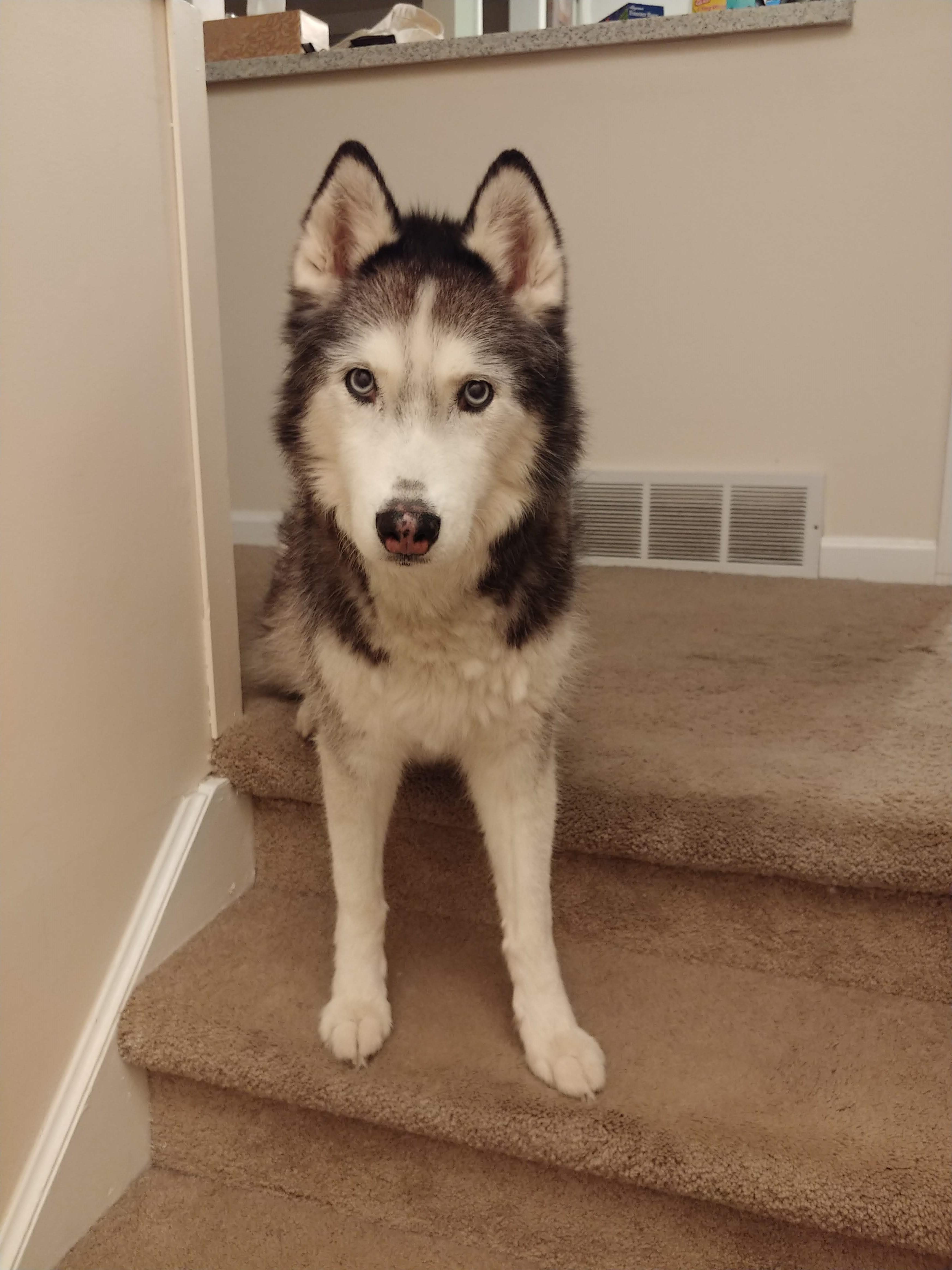 My Husky sits like people too r/husky