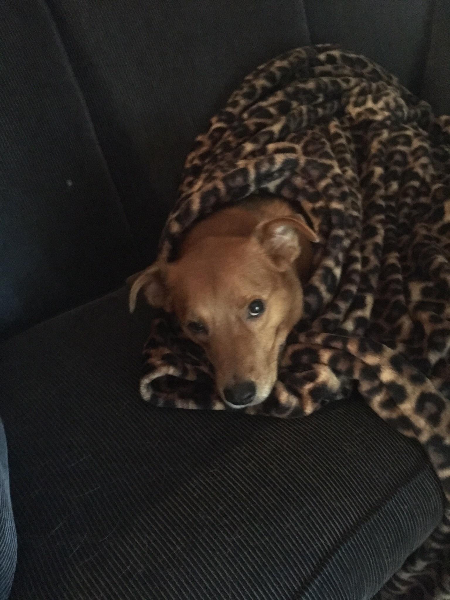 My dog is a burrito r/aww