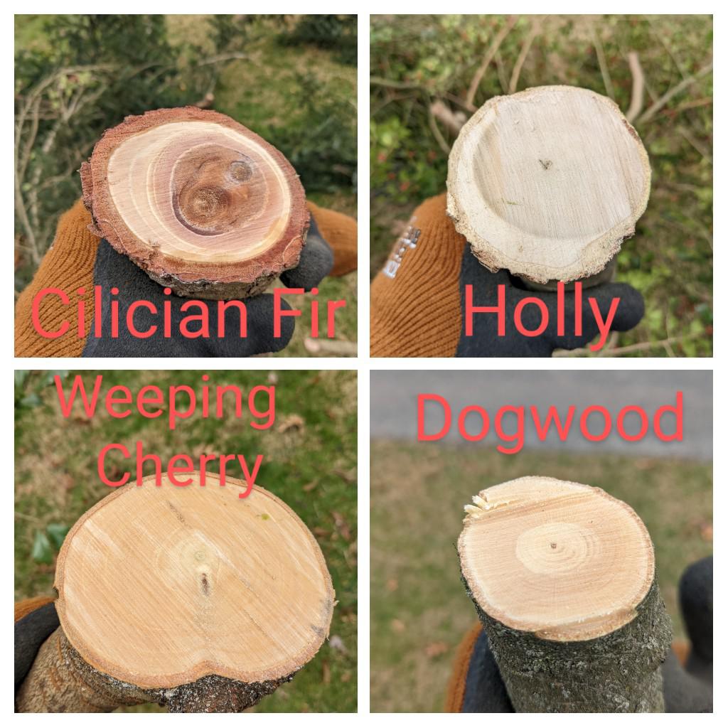 Four types of wood from trees growing next to each other. (All cut