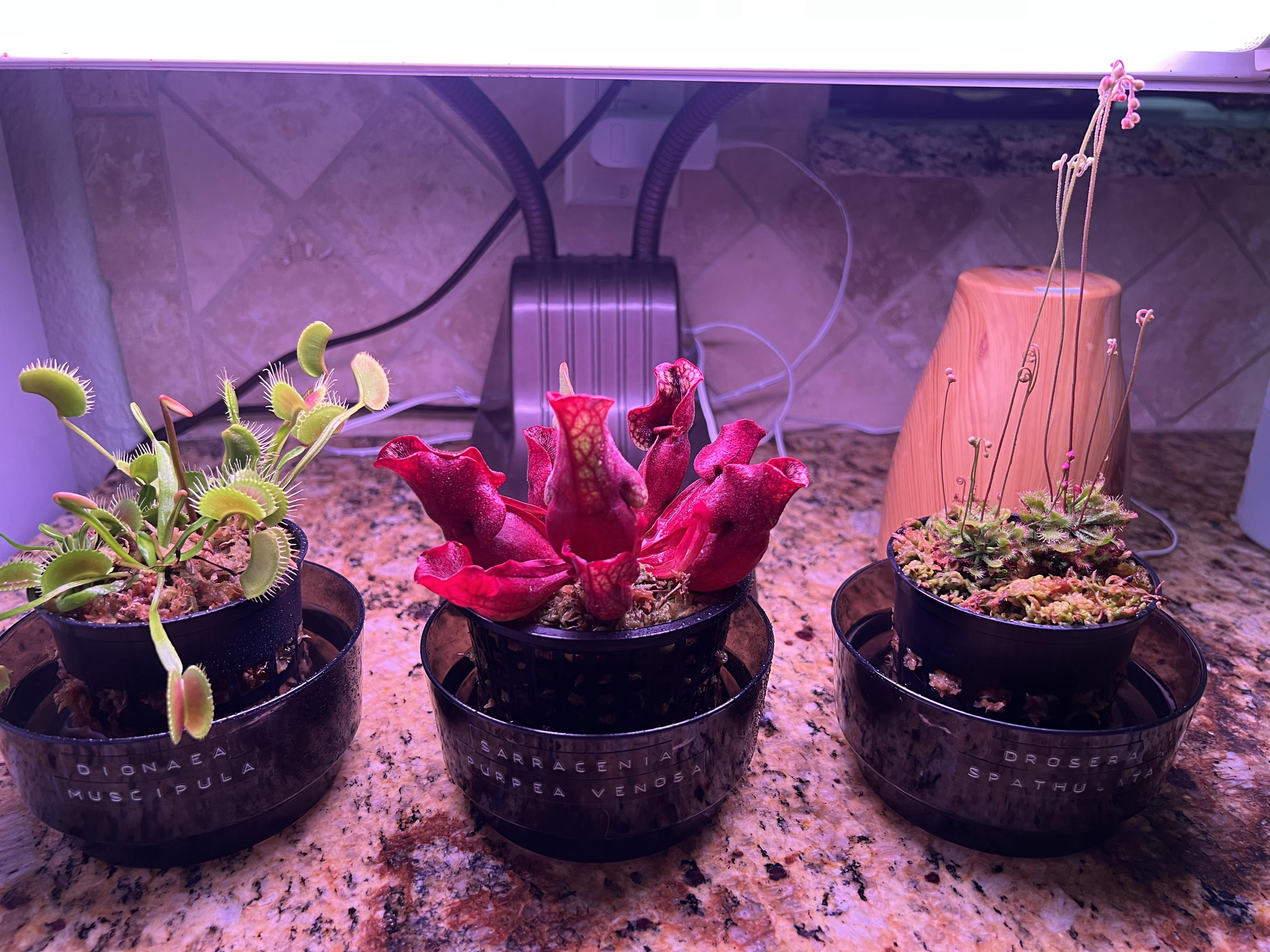 Doing a kitchen experimental indoor grow. 24 hour lights. So far (one month in), new growth is