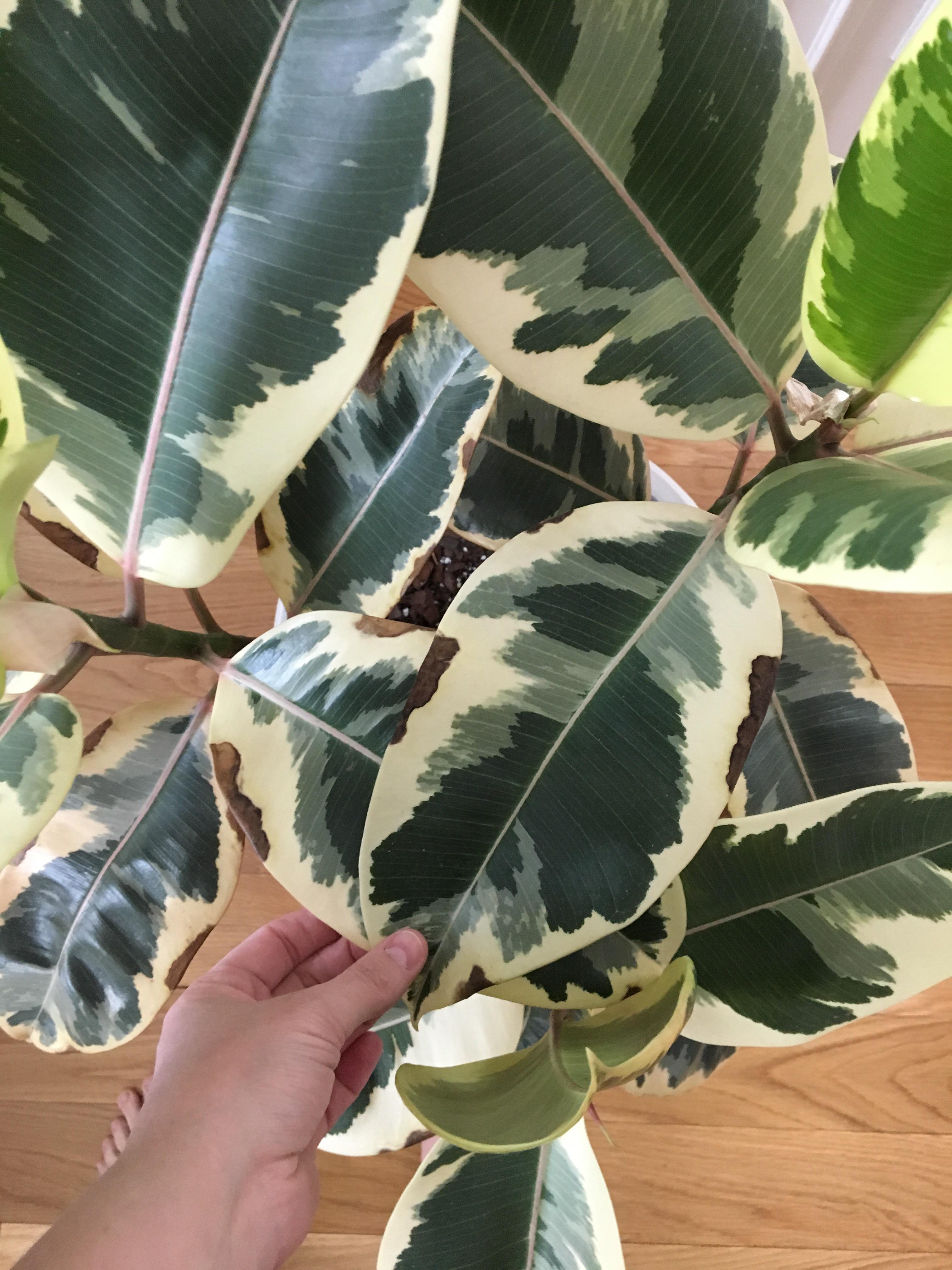 Is my Ficus Tineke getting to much sun? Sunburnt? It’s not the tips