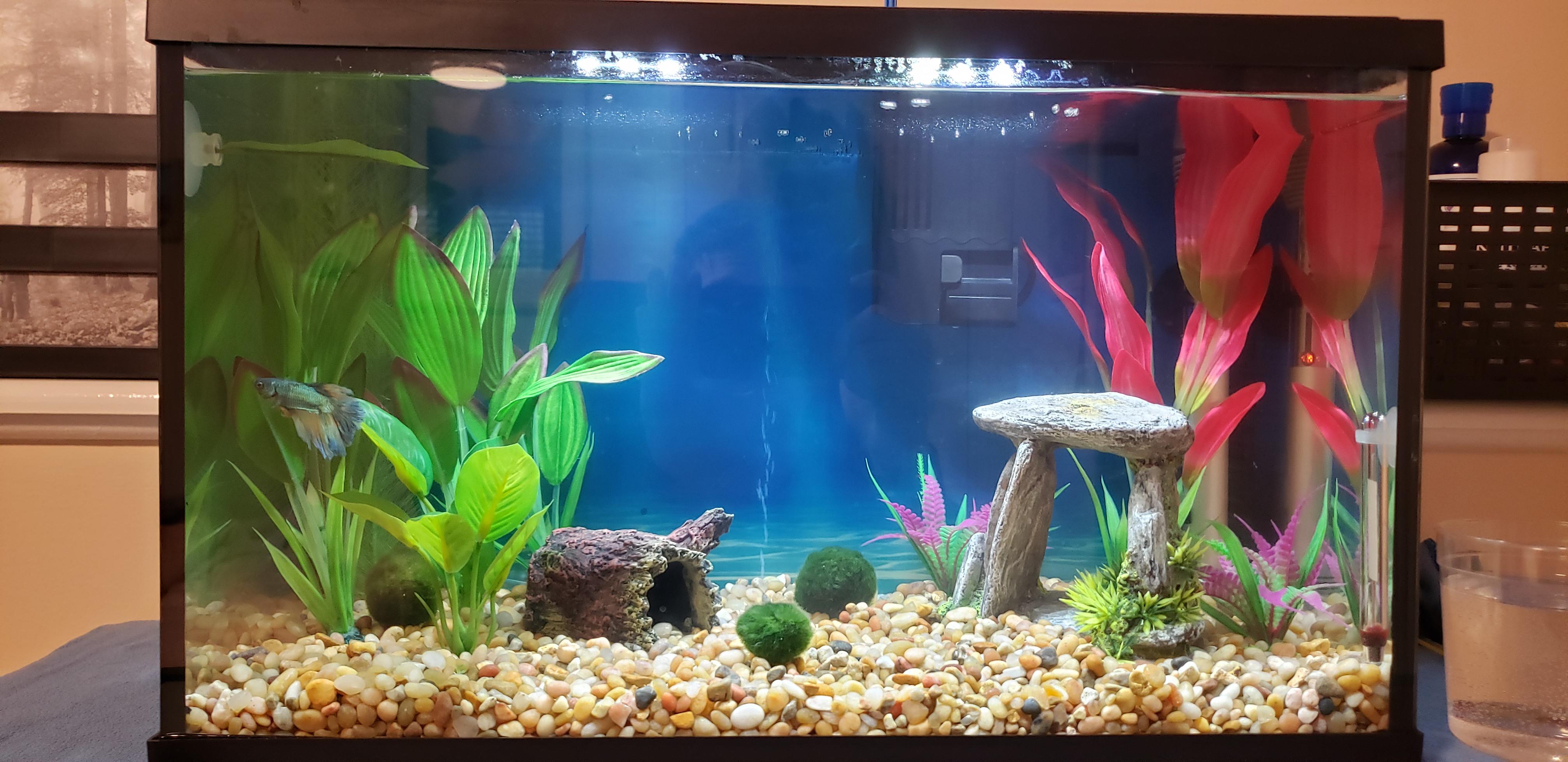 Tips for converting my tank from fake plants to live ones? Looking for