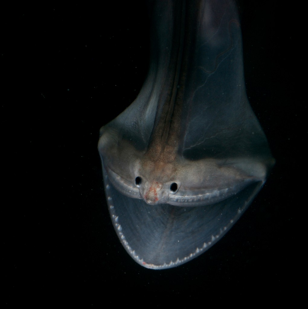 The Gulper eel (also known as Pelican eel), can be found in the