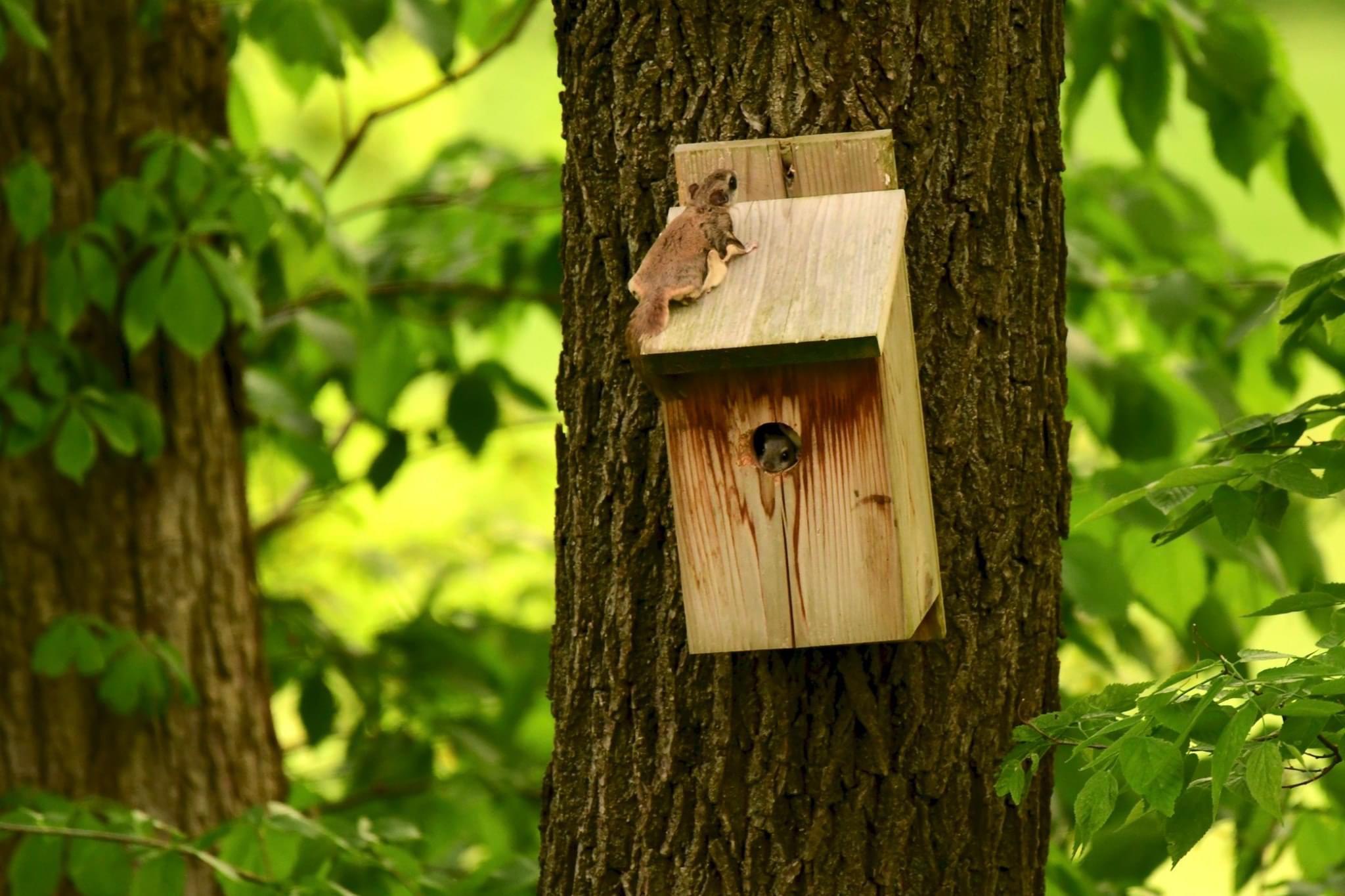A flying squirrel family in a bird house I made ( located in northern