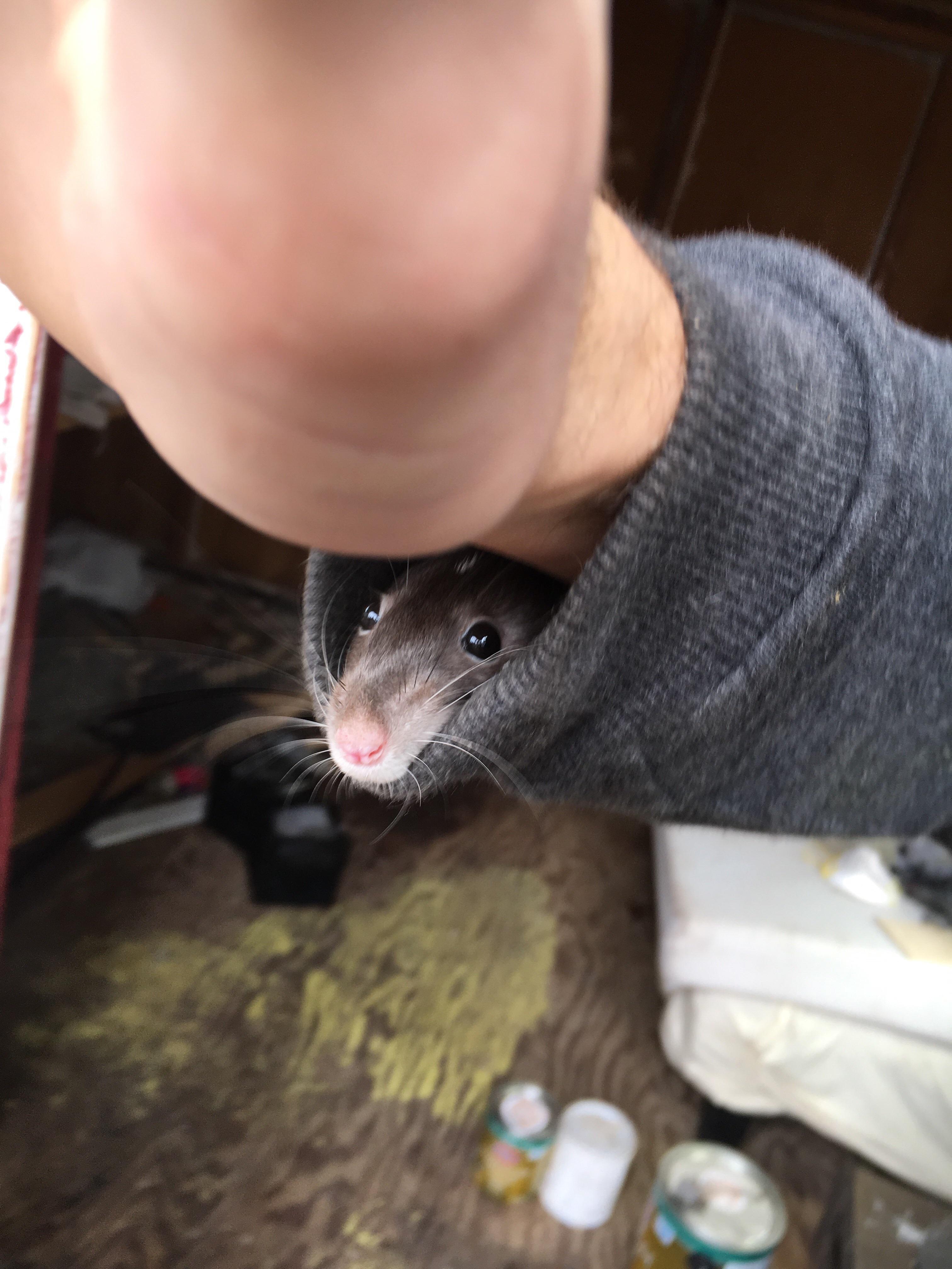 Anyone got rats with a habit of climbing into your sleeve? I guess it’s