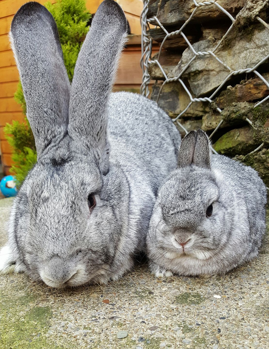 "A Chinchilla Giant and a Chinchilla Dwarf" r/Rabbits