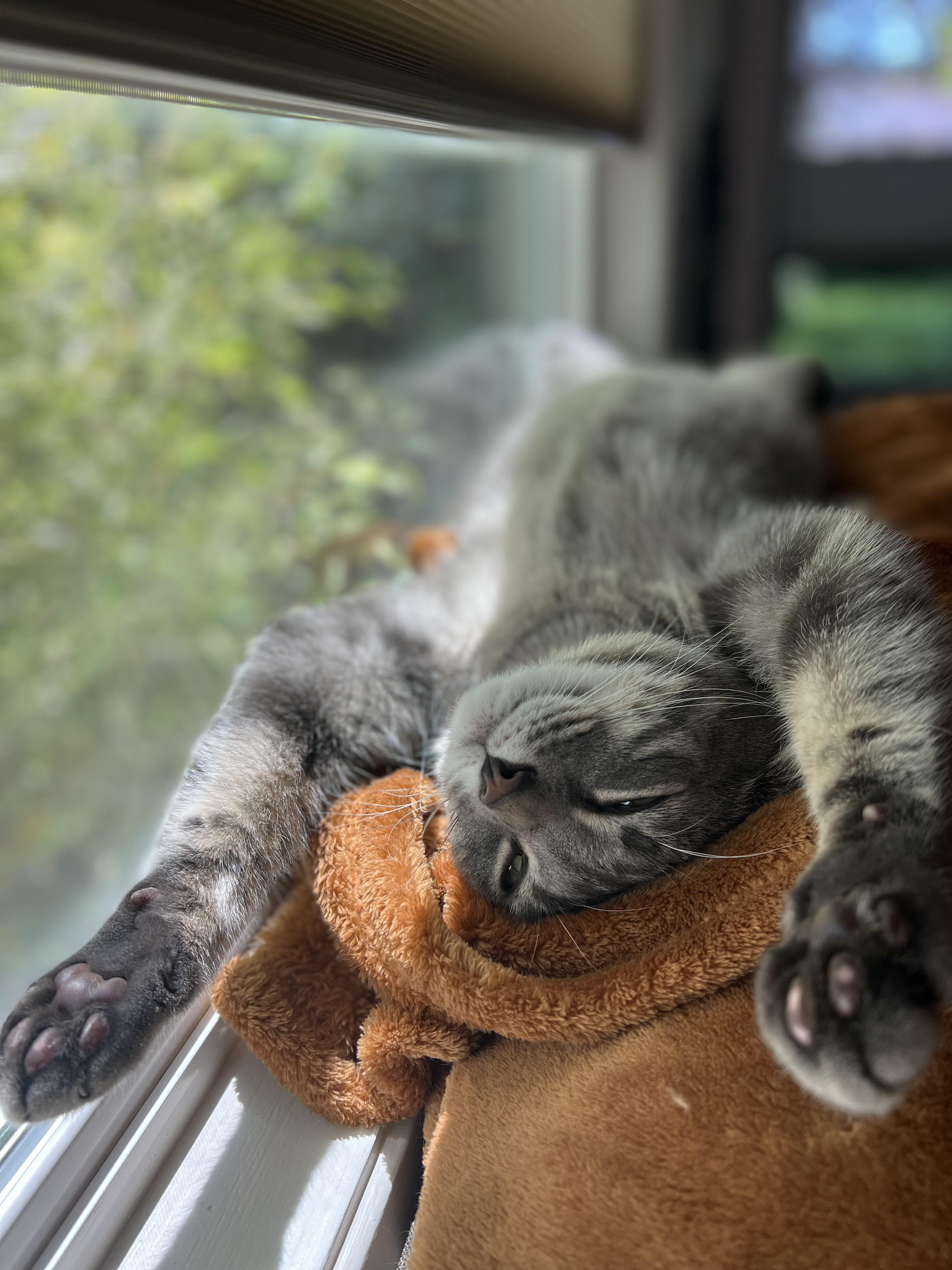 Chill chiller chilling : r/Awww