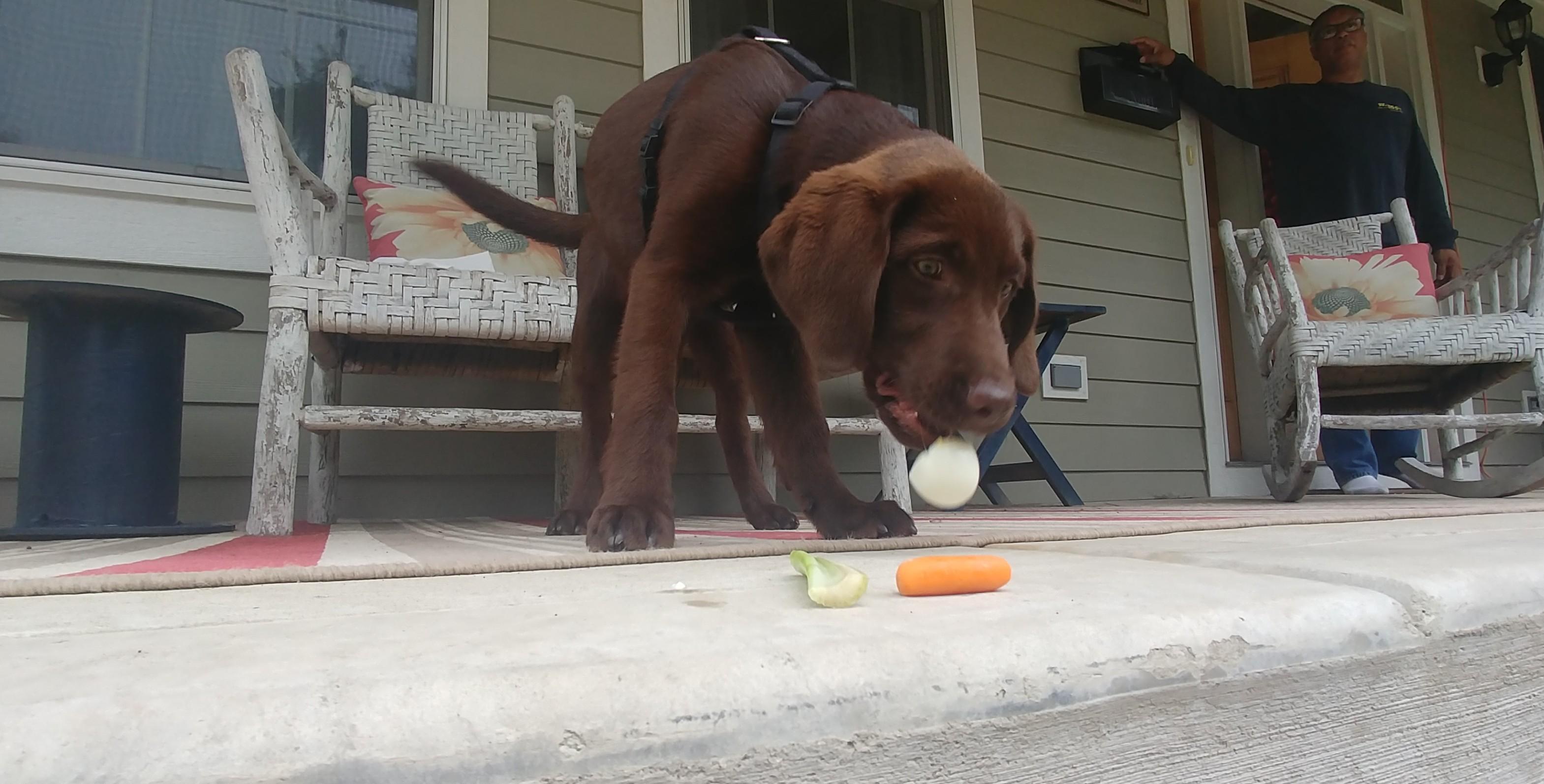 My dog eating eggs r/mildlyinteresting