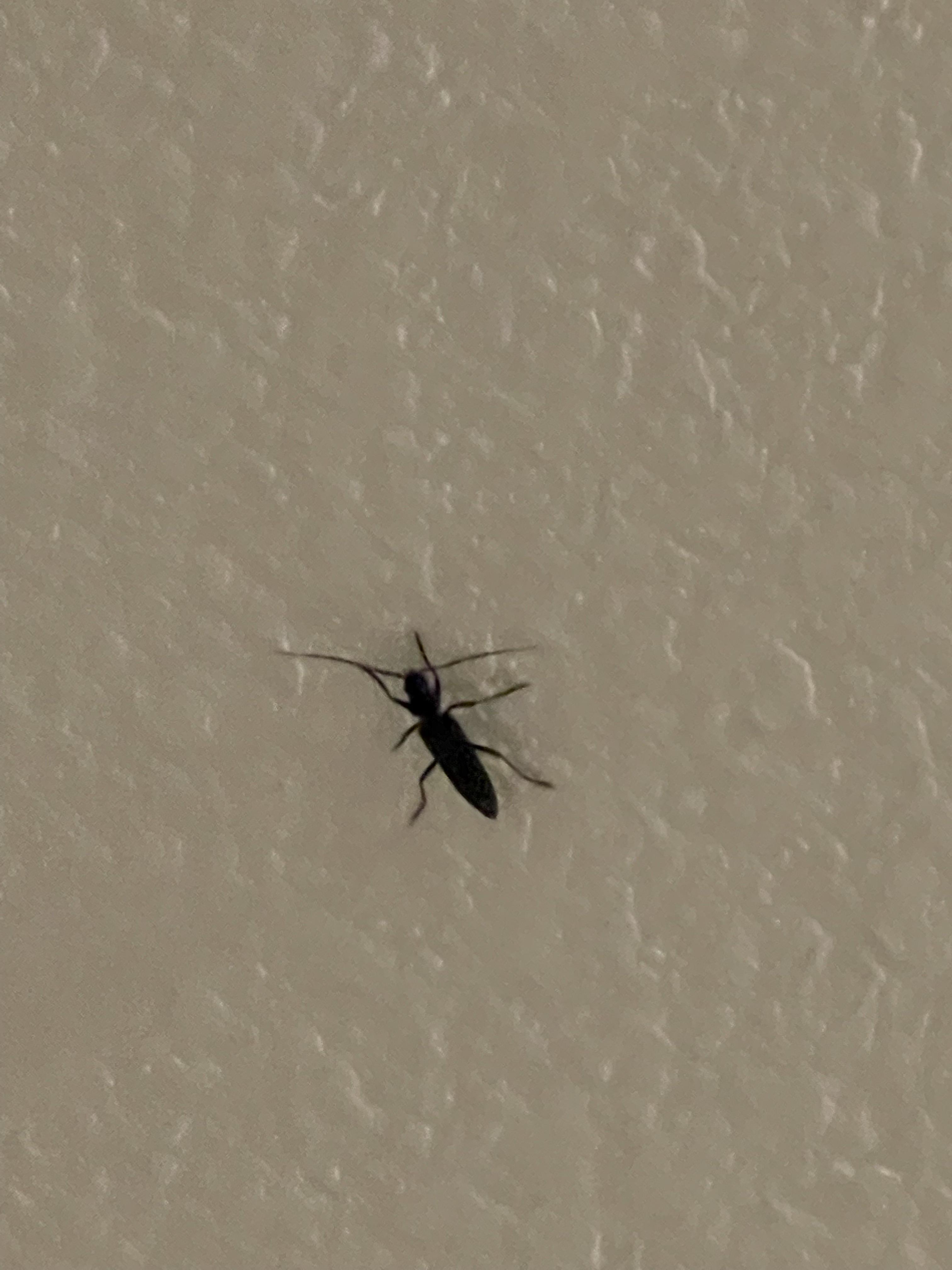 Saw this chilling on the ceiling. Is this a cockroach or beetle