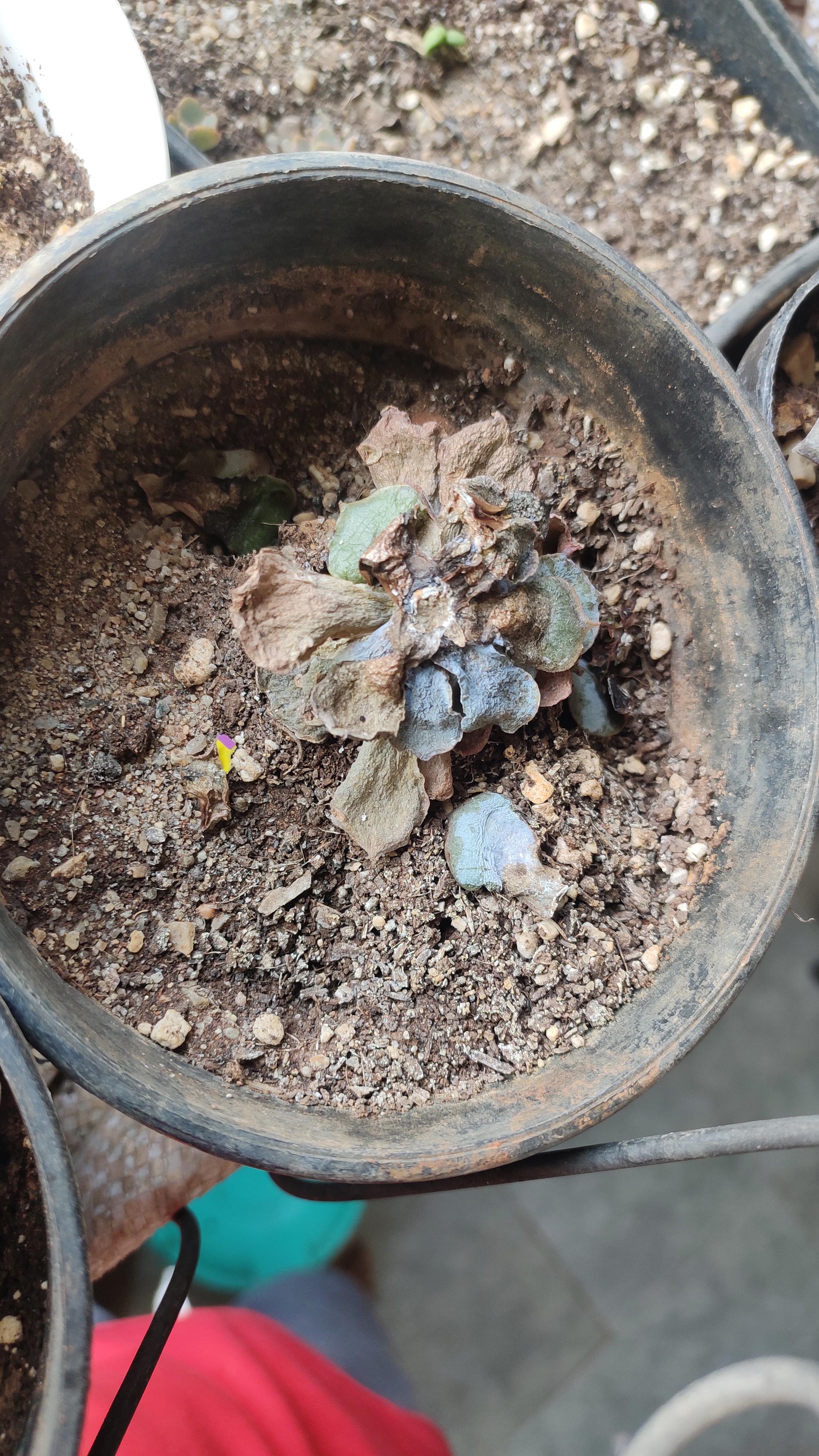 Succulent dying. What's the reason? Have been watering once a week only