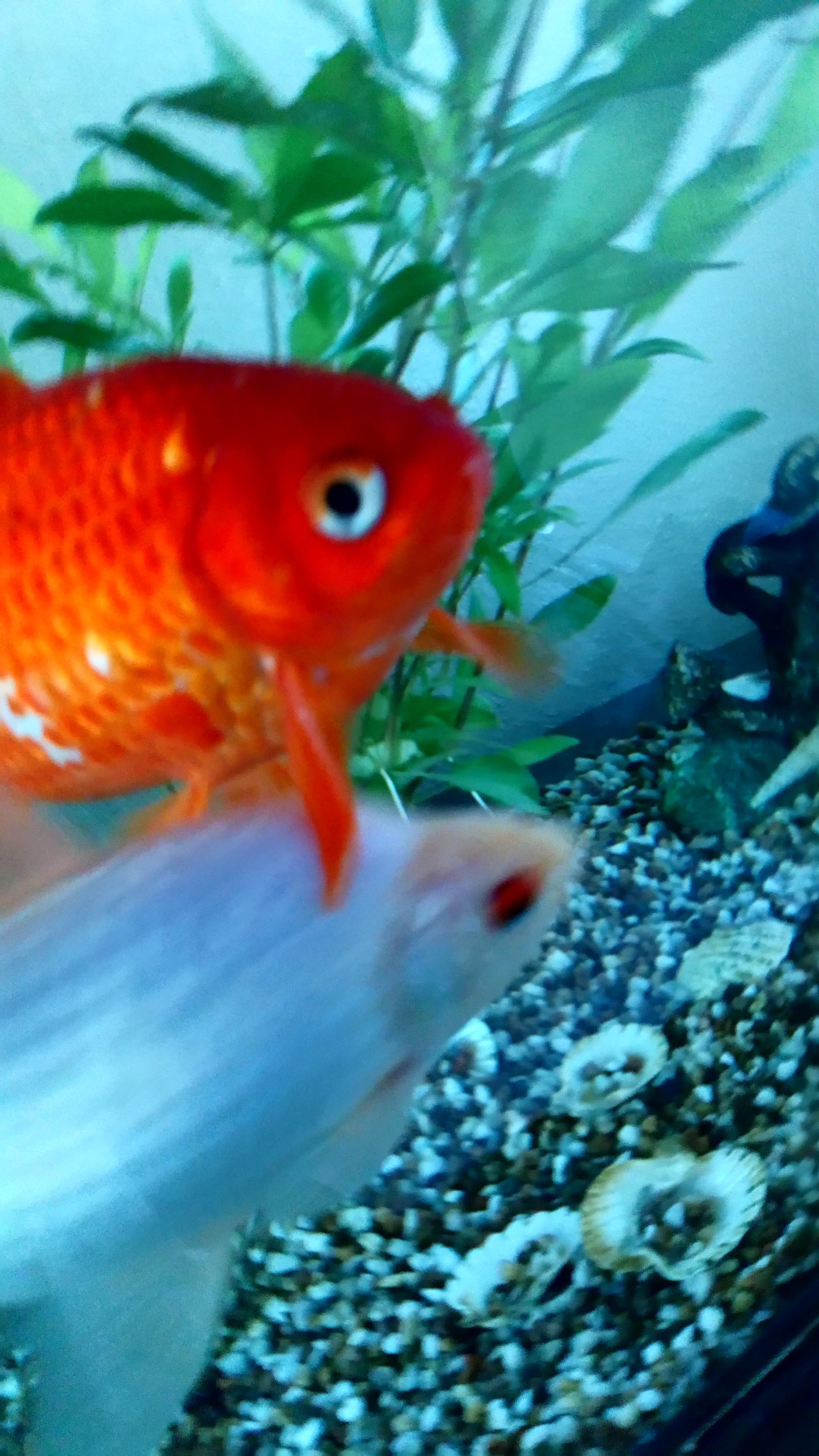 Zoom! r/Goldfish