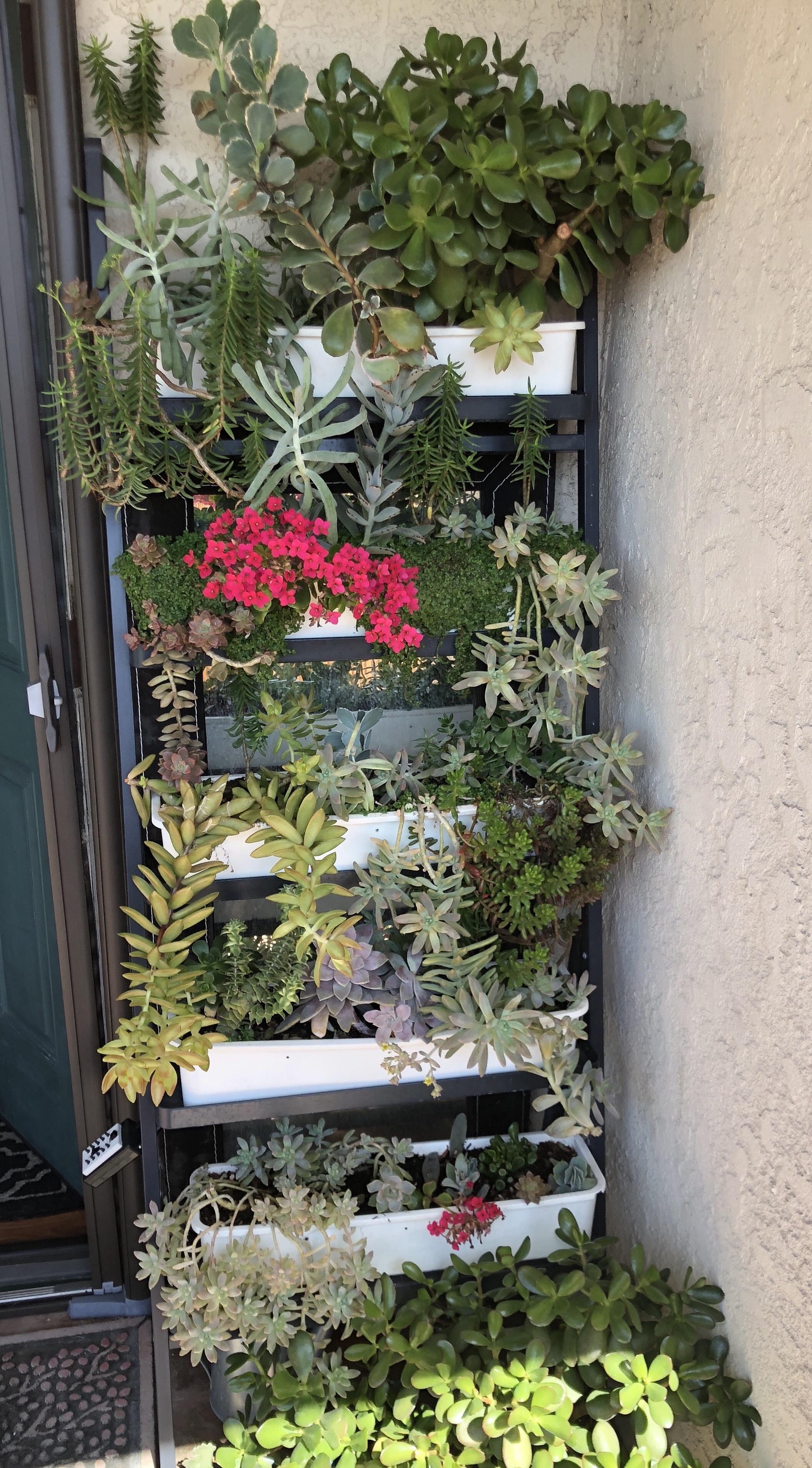 All grown from a single 10 clearance Home Depot arrangement. r