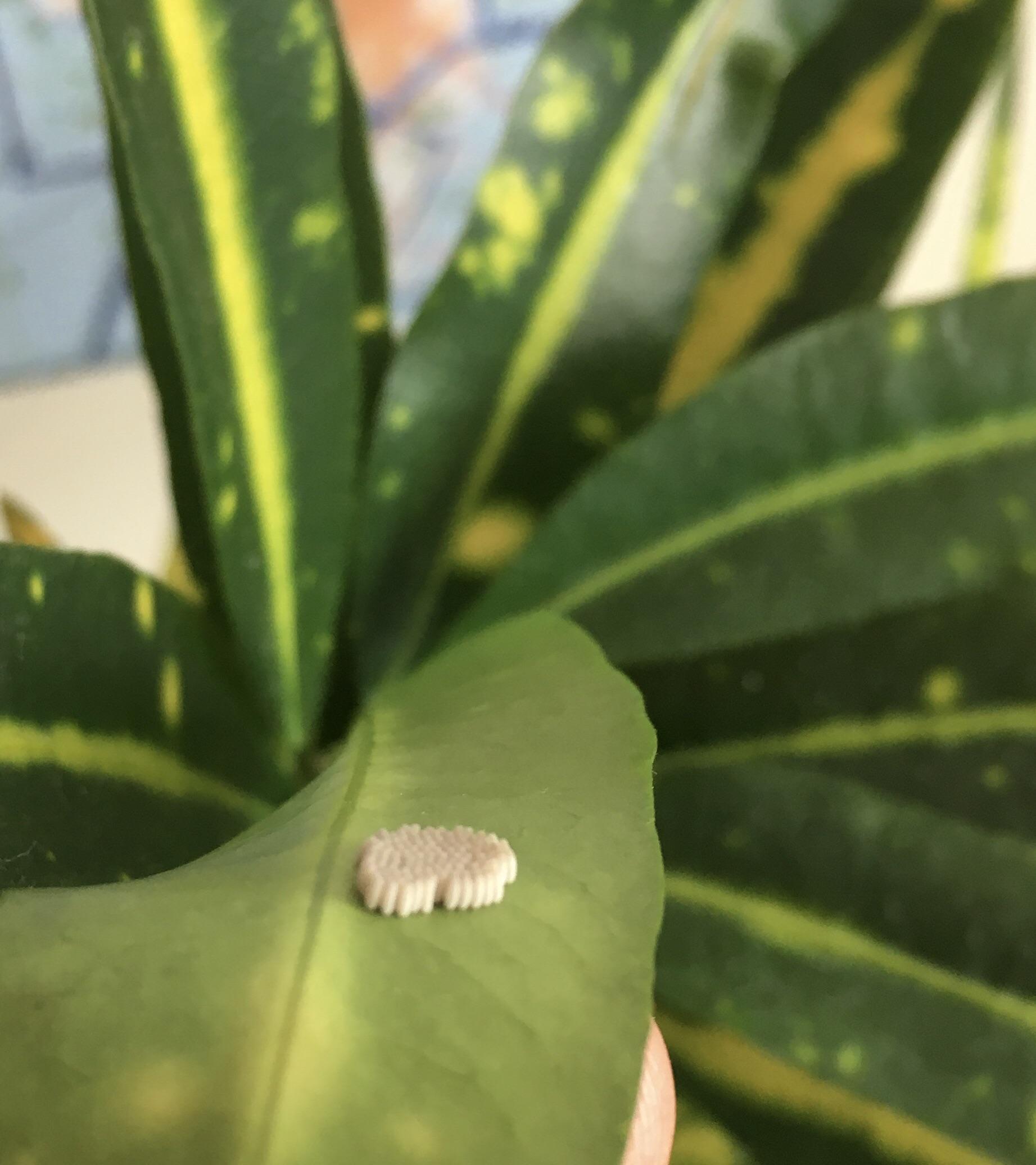 What are these eggs on my croton ? r/plants