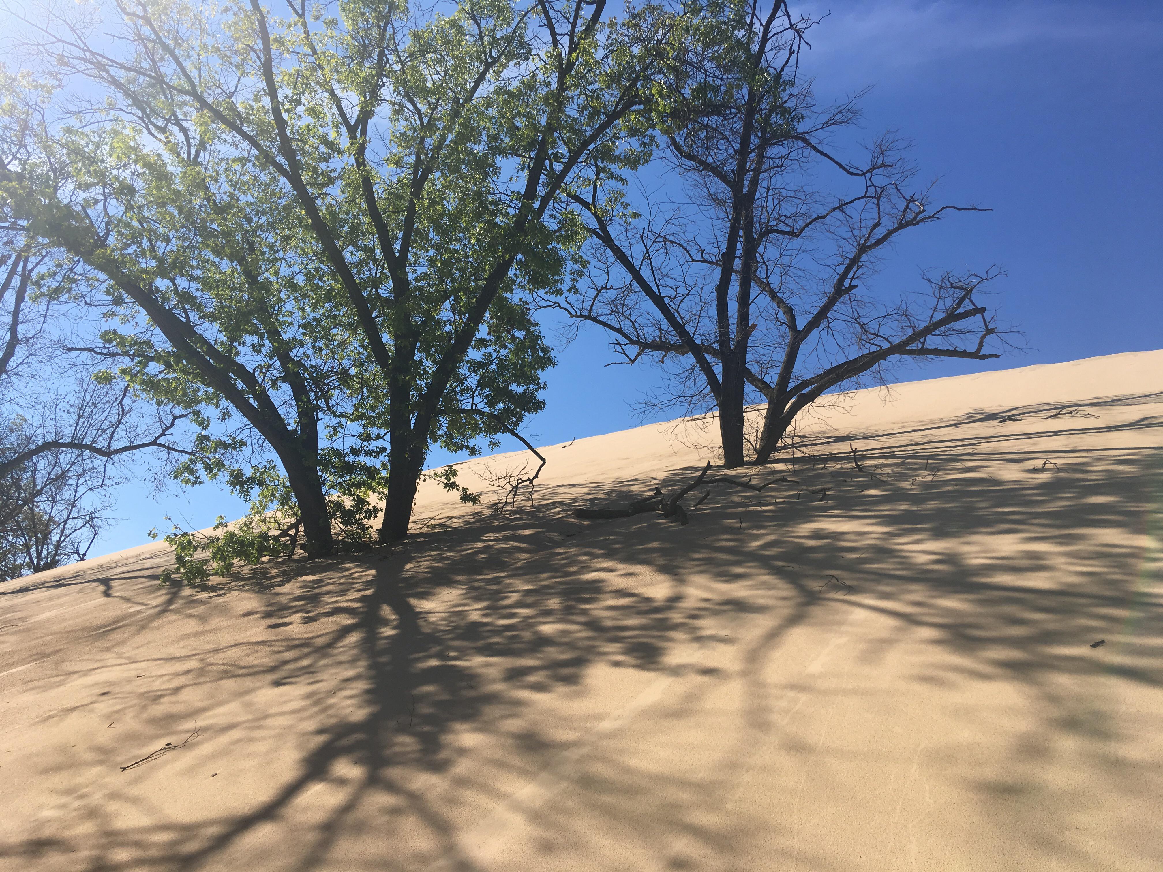 Trees buried by Mount Baldy Indiana Dunes National Park r/NationalPark