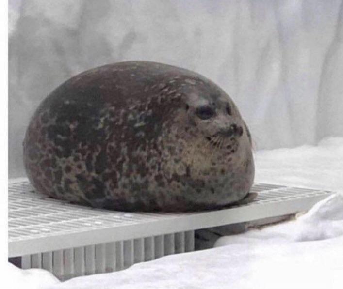 Chubby Seal r/aww
