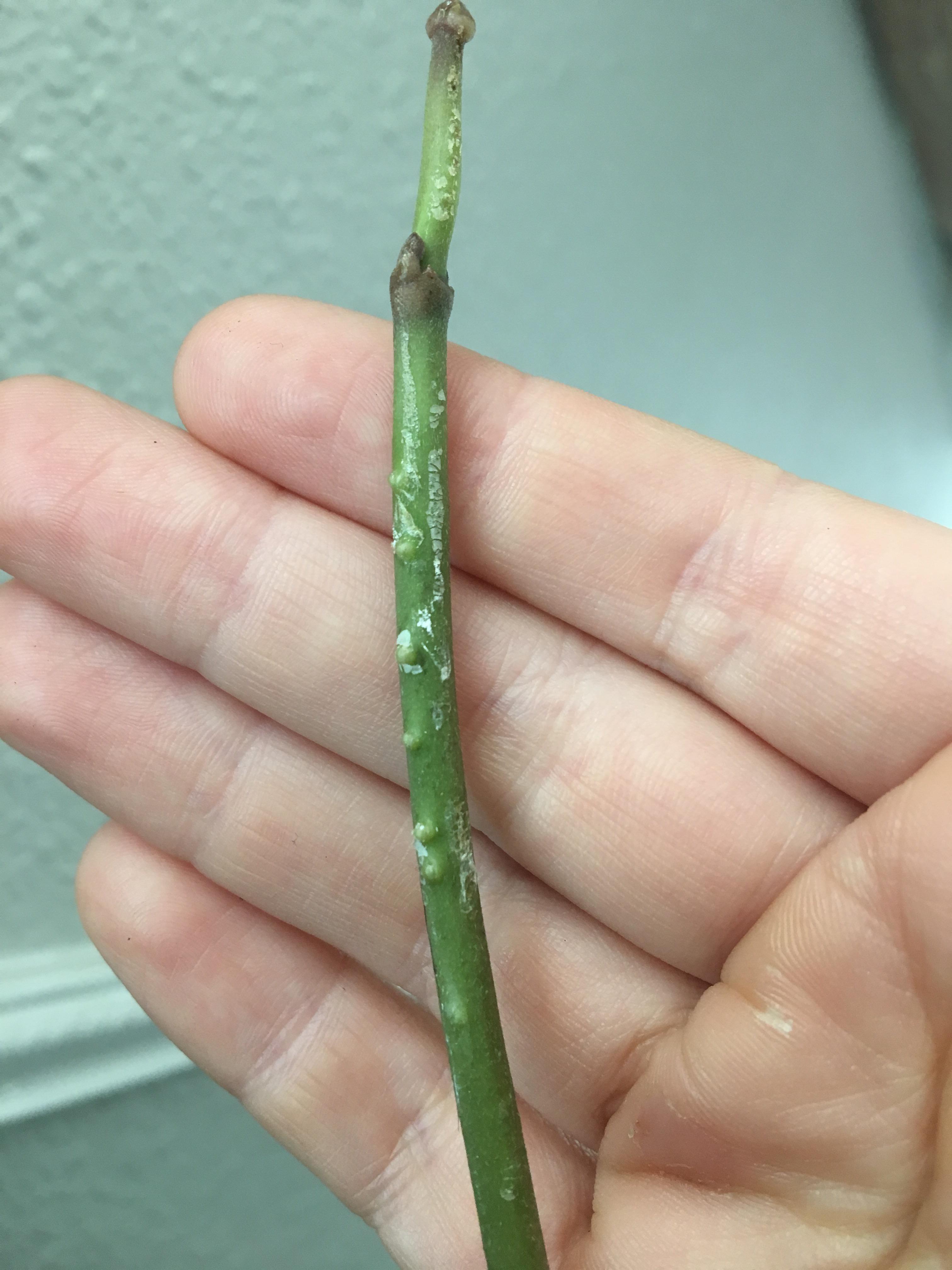 Hoya kerrii care there are small bumps on the stem. Are those babies or something else? r