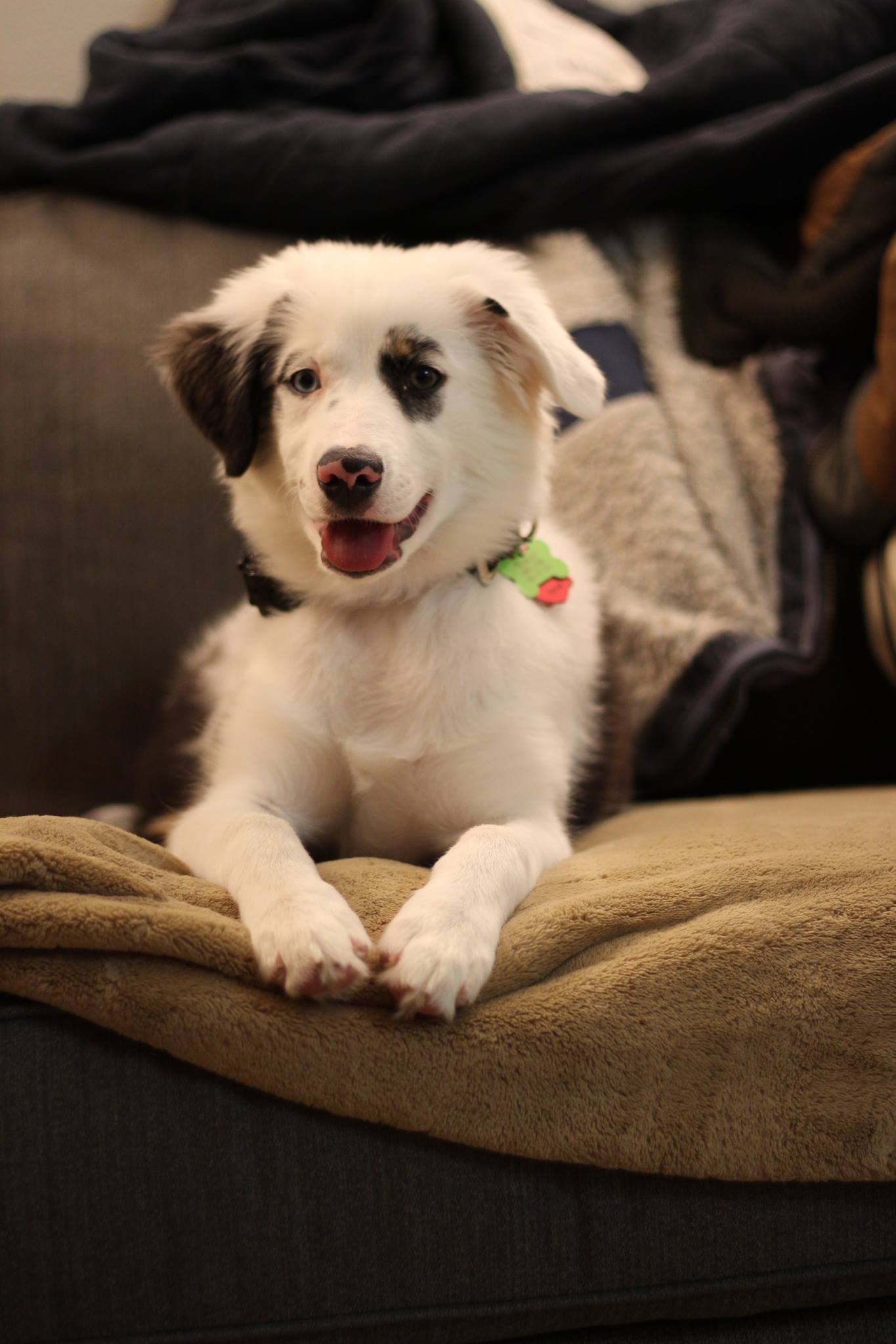 While Australian Shepherds are known for their merle coats, they also