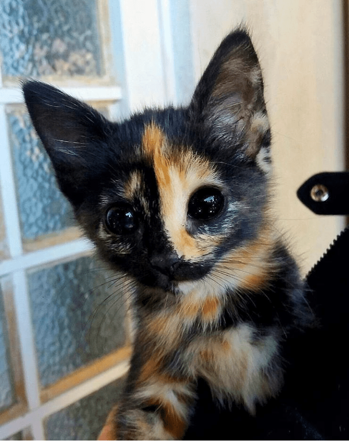 This soulless kitten r/oddlyterrifying