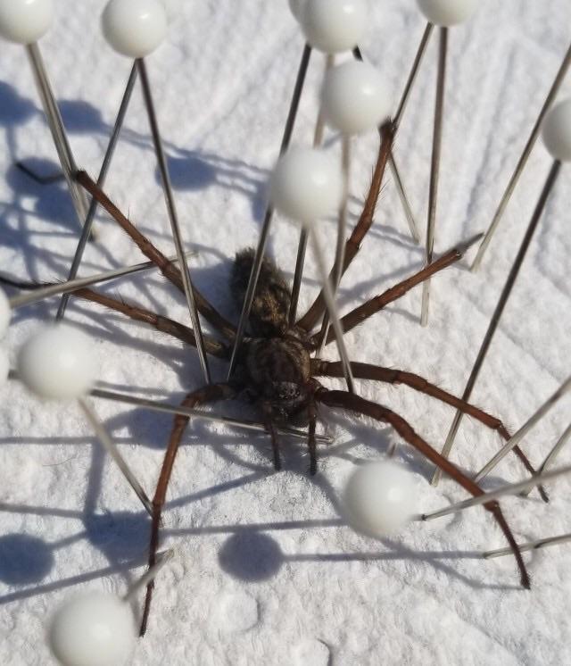 Spider found in Northeast US. Maybe a wolf spider? r/whatsthisbug