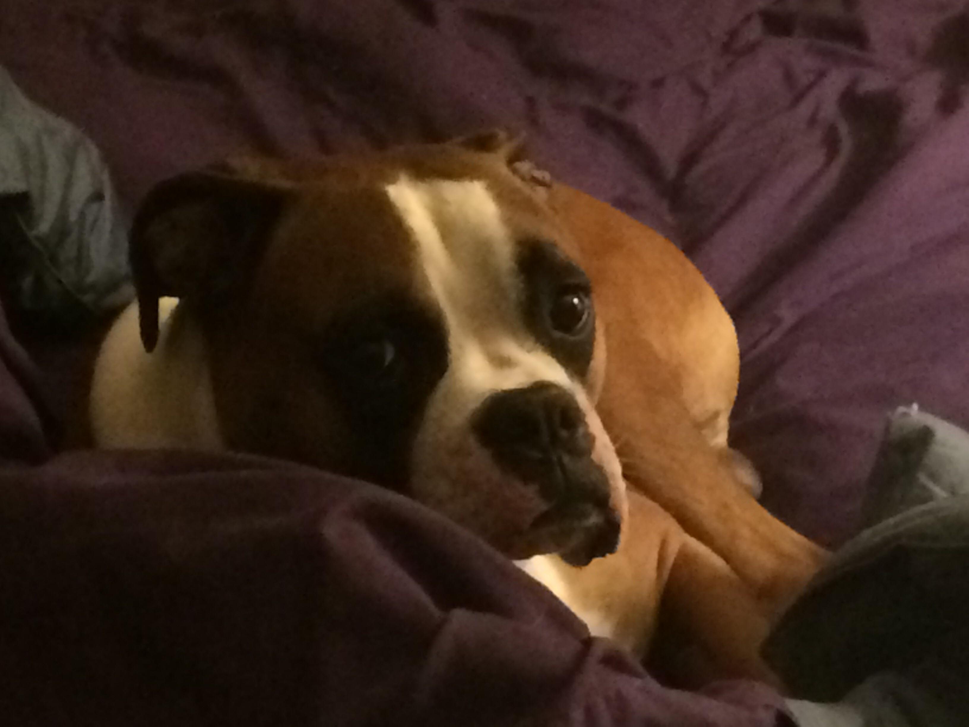 Upgrade dog likes heated mattress pad ! ・ popular.pics ・ Viewer for Reddit