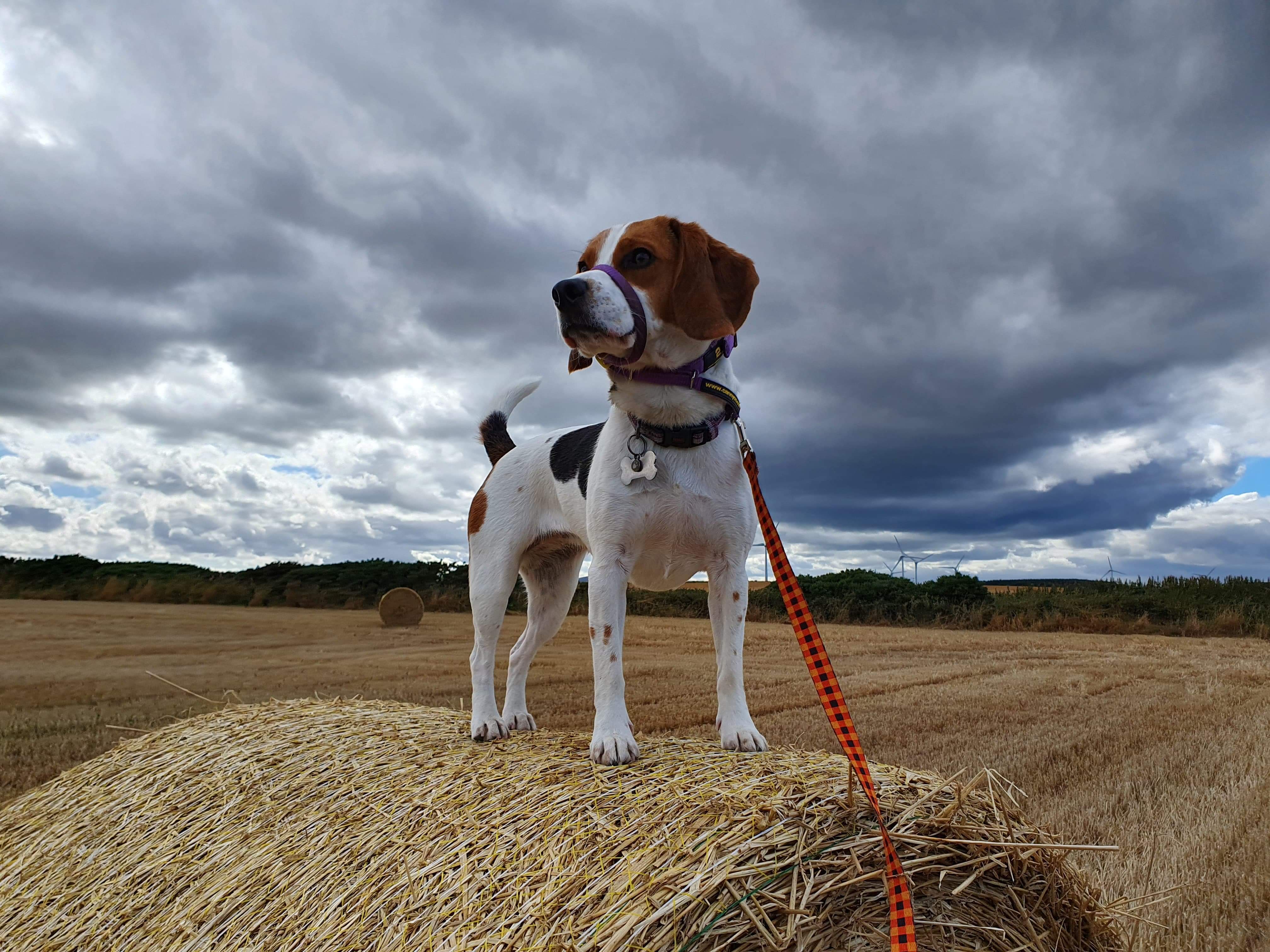 Willow surveying the fields r/beagle