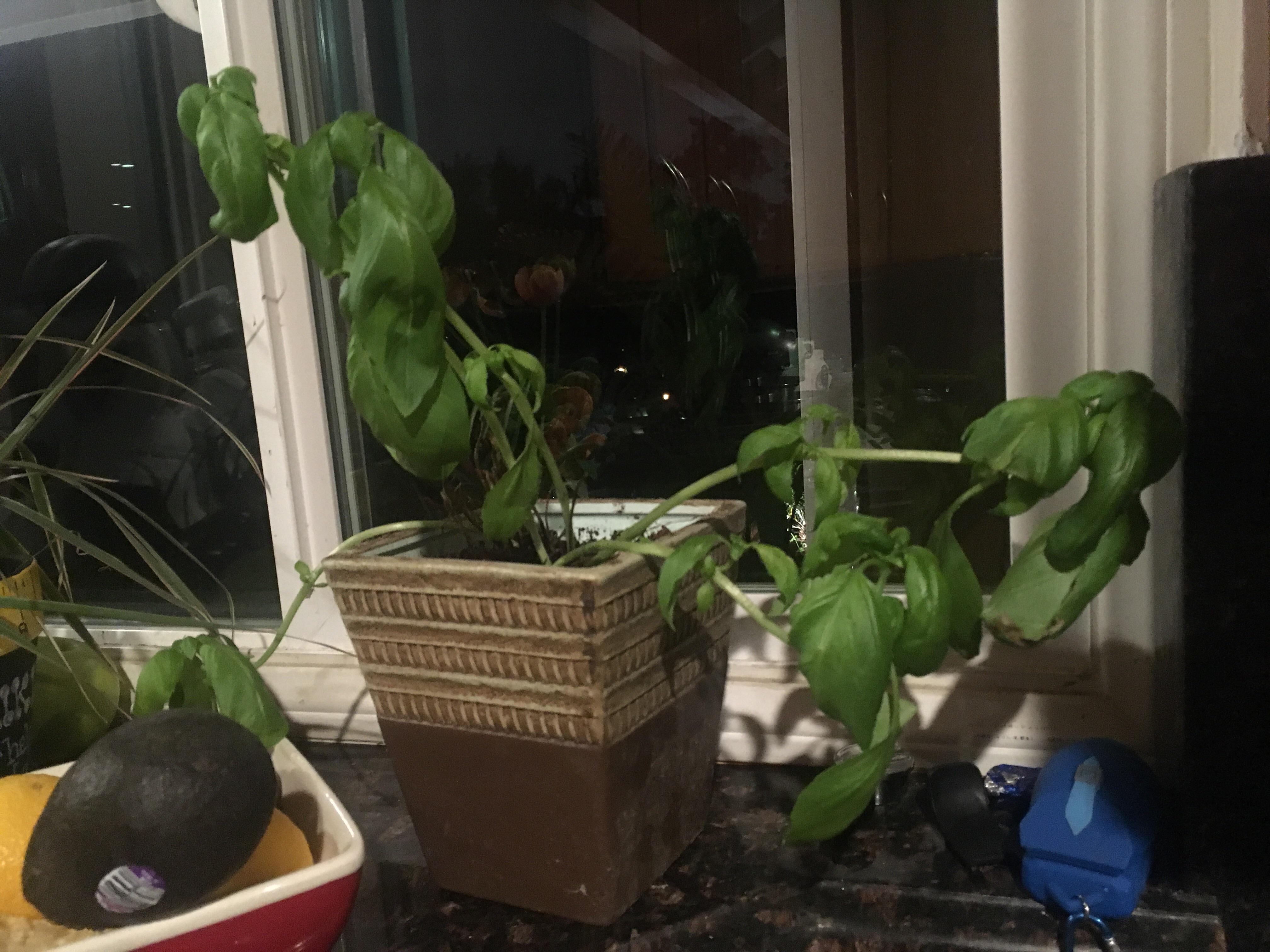 Help! My basil plant is drooping! What should I do? r/gardening