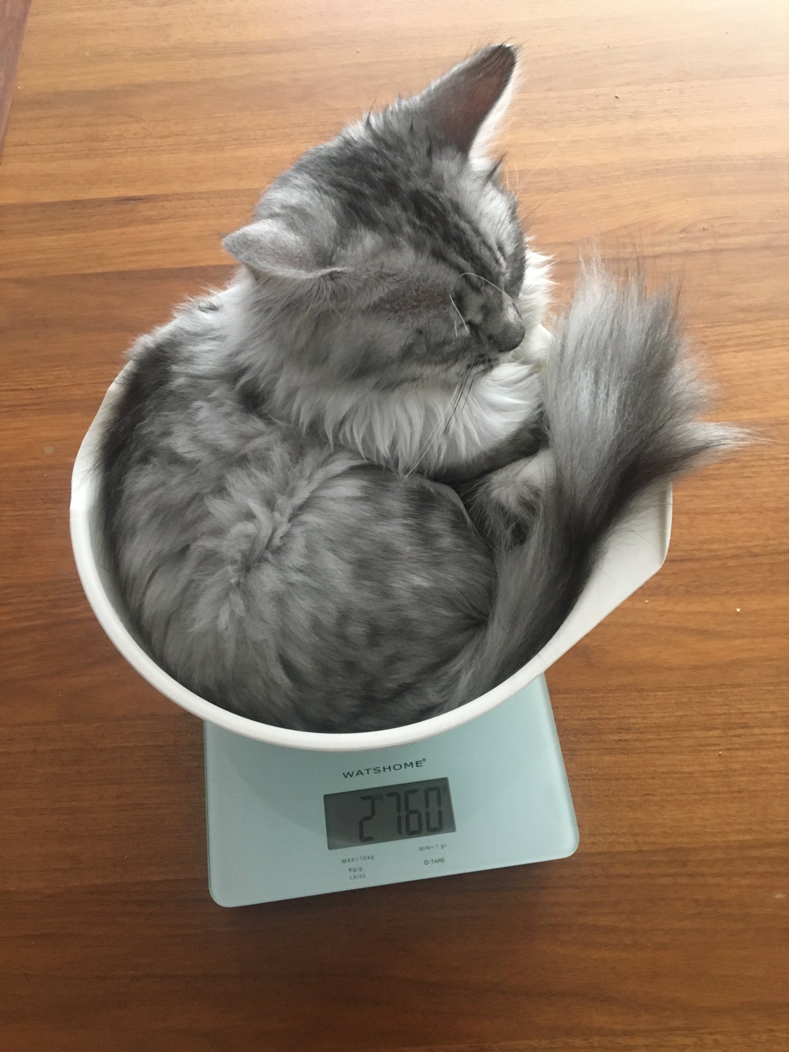 New kitten, weighing progress ) r/pottedcats