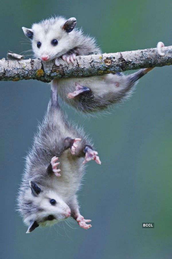 Advice for building a opossum winter shelter? Opossums
