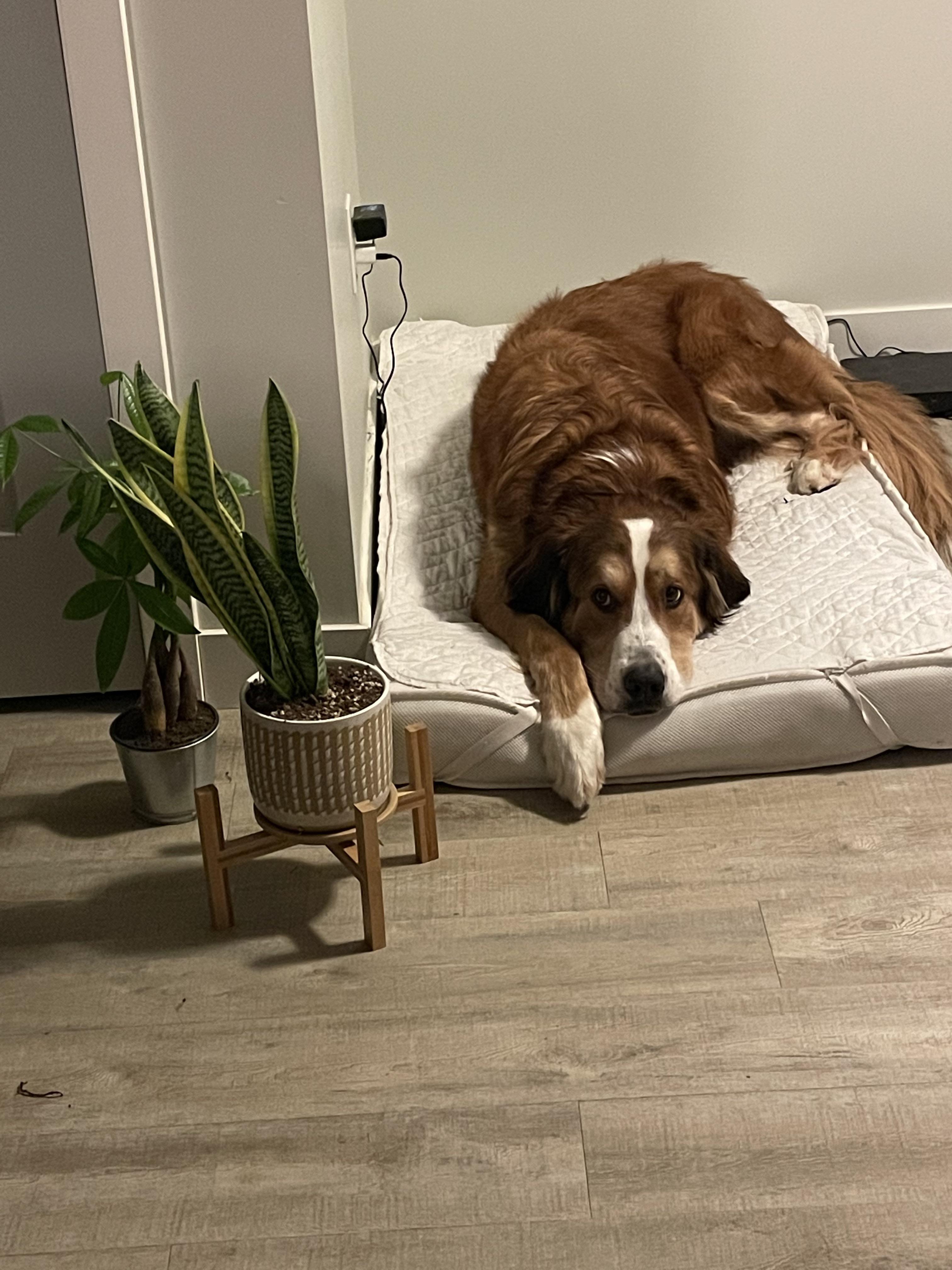 Moose says thank you to whoever suggested a crib mattress for his dog
