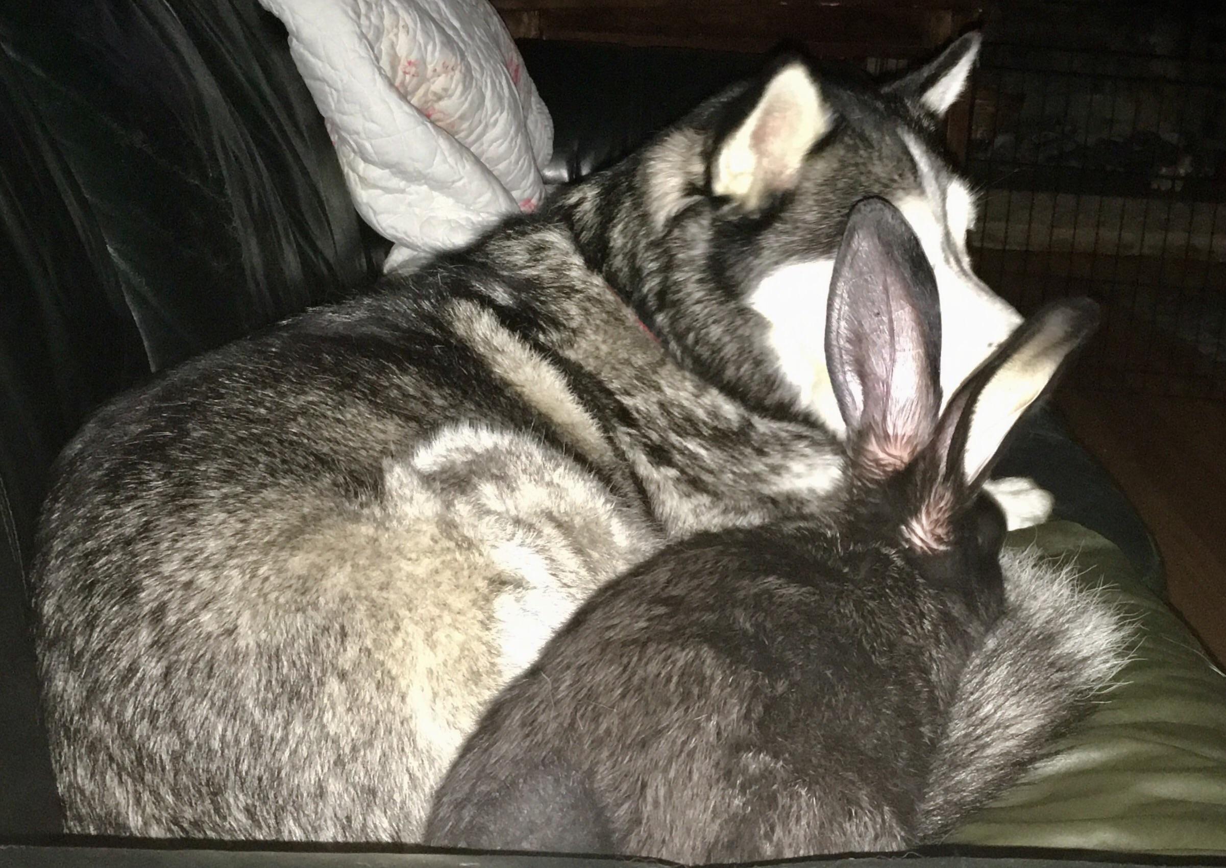 Bunny Husky Buds r/Rabbits