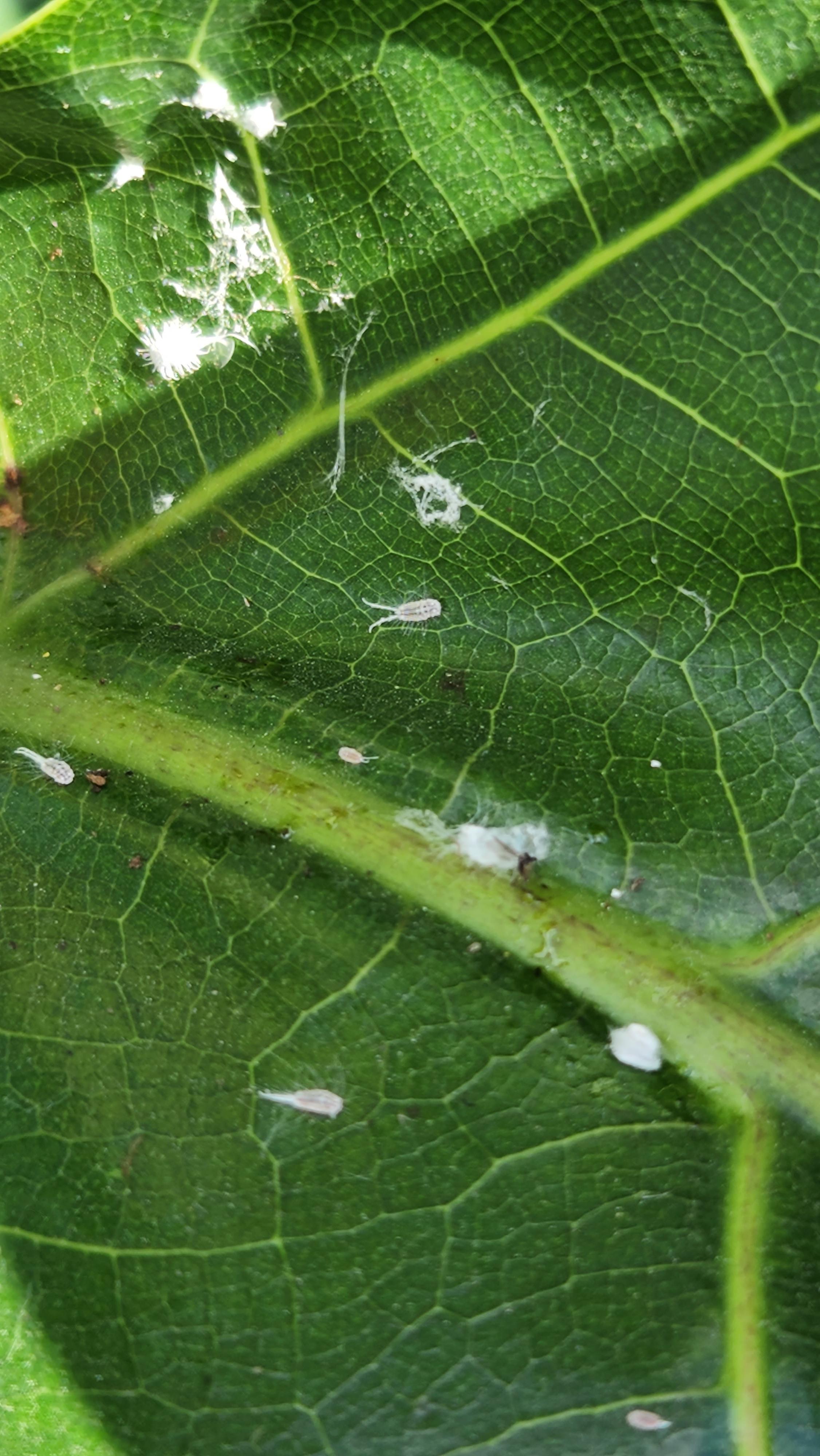 HELP!! white bugs on my Fiddle Leaf Fig. what is it and what am I