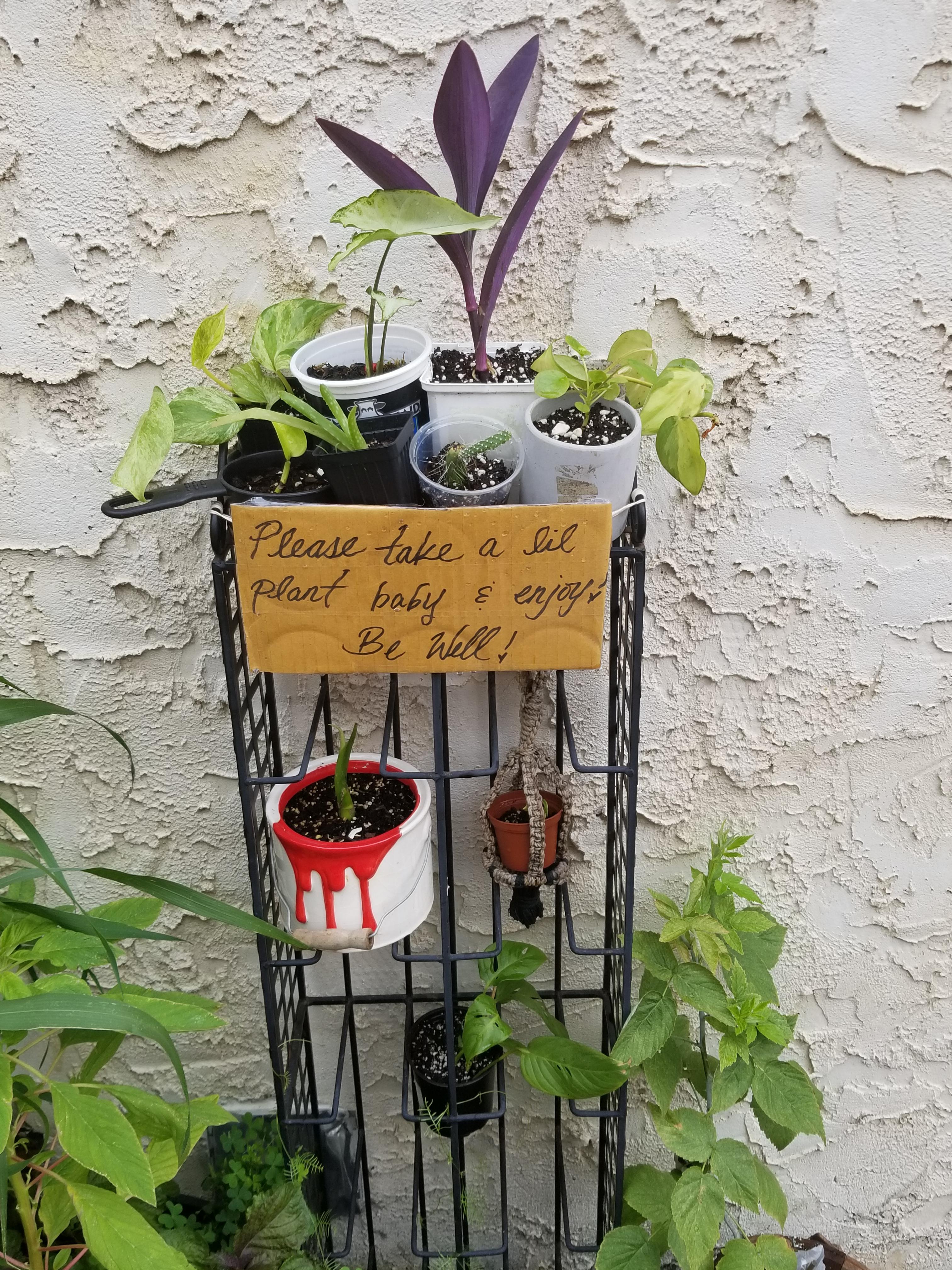 Free plant babies to a good home in Kensington. r/philadelphia