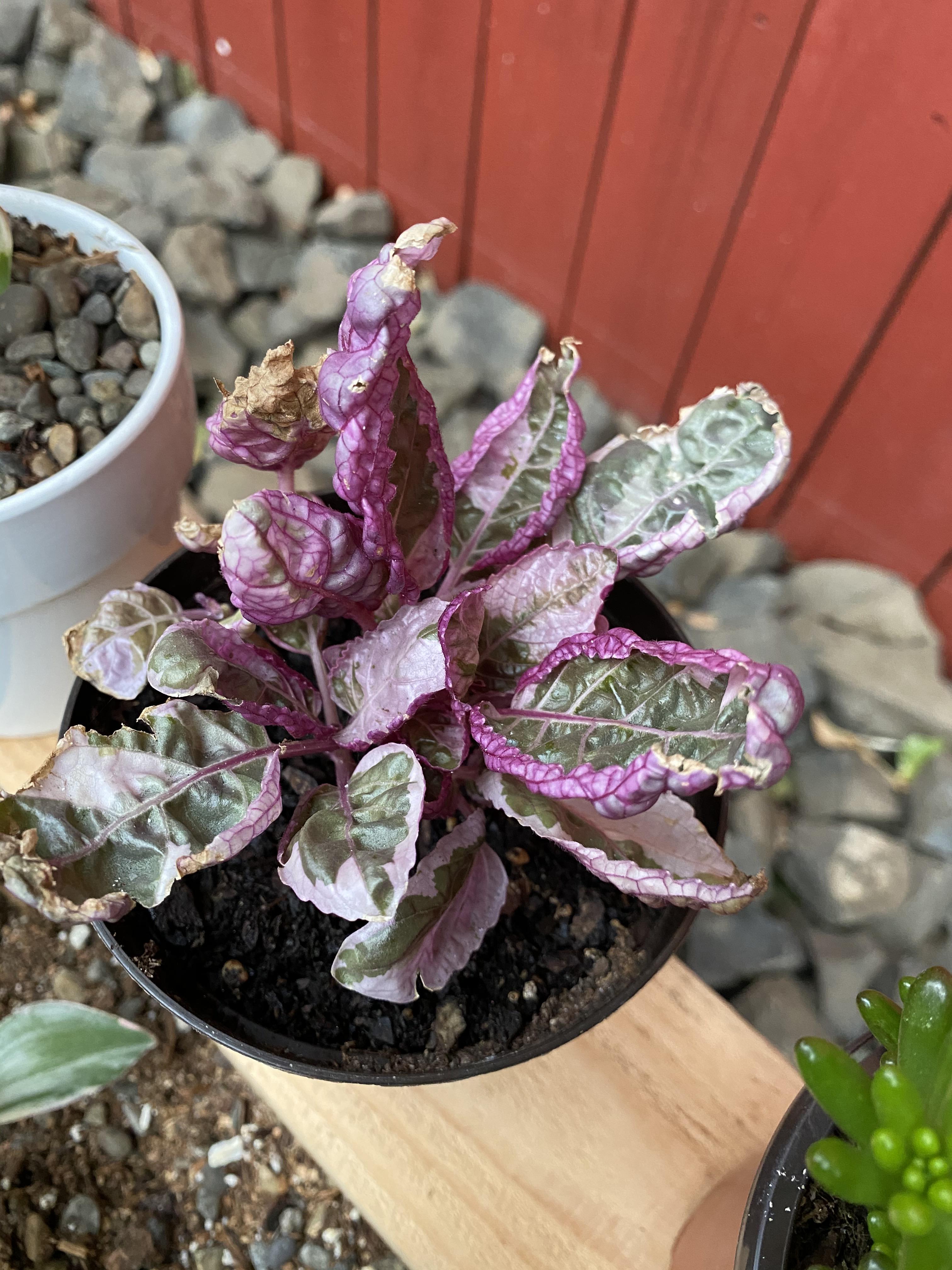 Helpful tips on saving this purple waffle I picked up at Lowe’s? New to