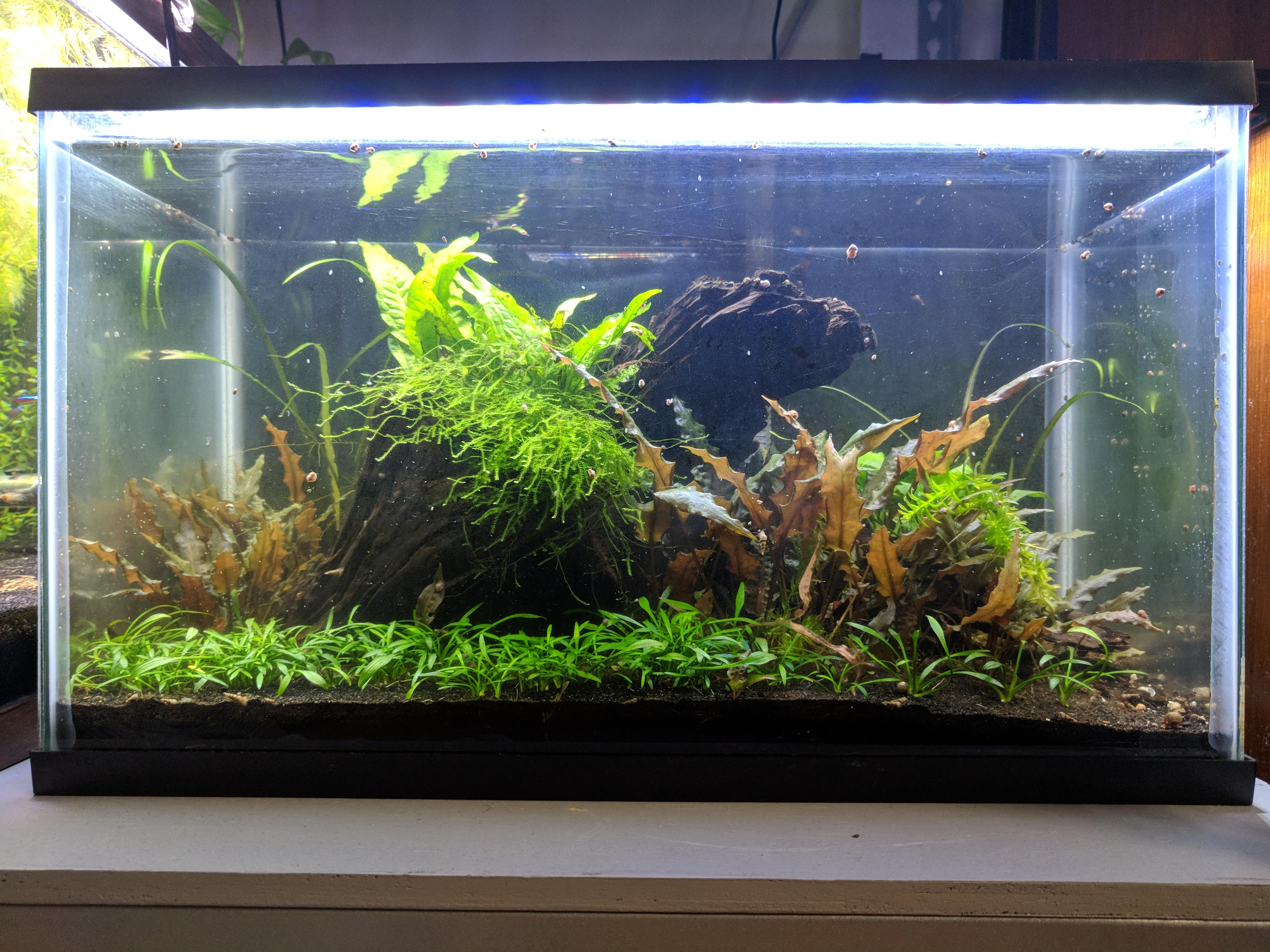 [FTS] 10 gallon shrimp tank. r/PlantedTank