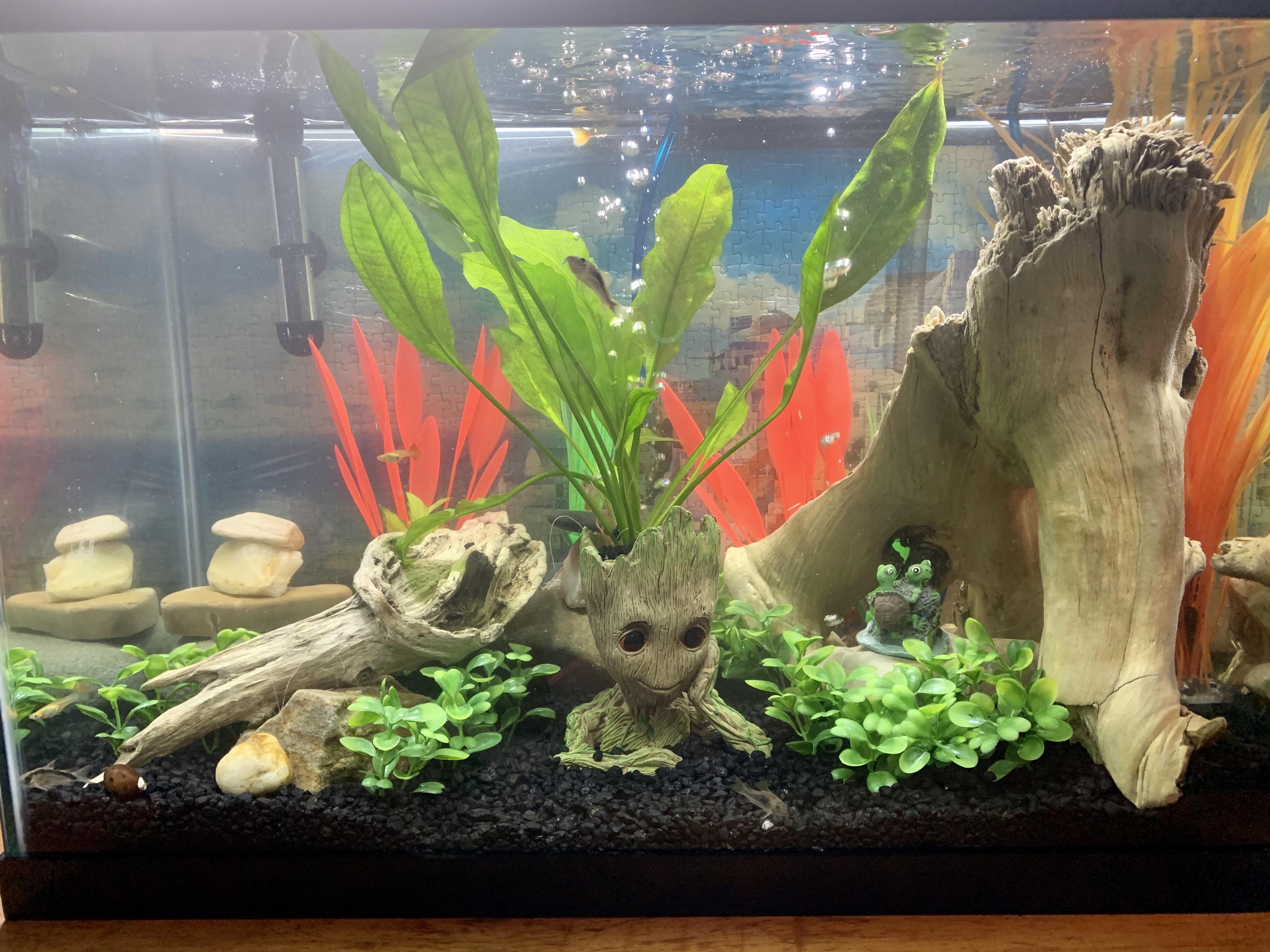 20 gal freshwater Groot tank. Suggestions/criticism r/Aquariums