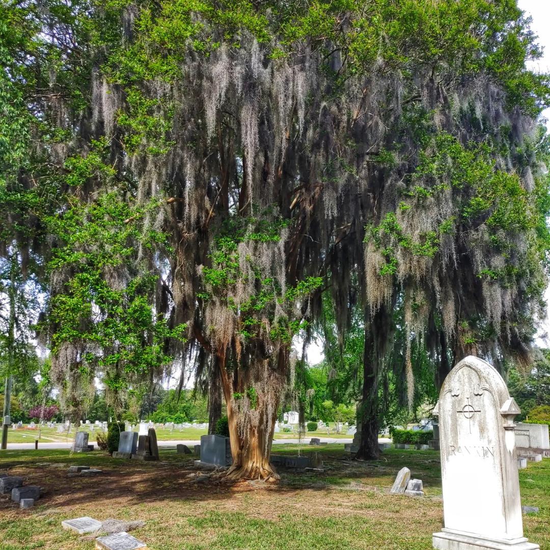 Cross Creek Cemetery in North Carolina ☺ CemeteryPorn