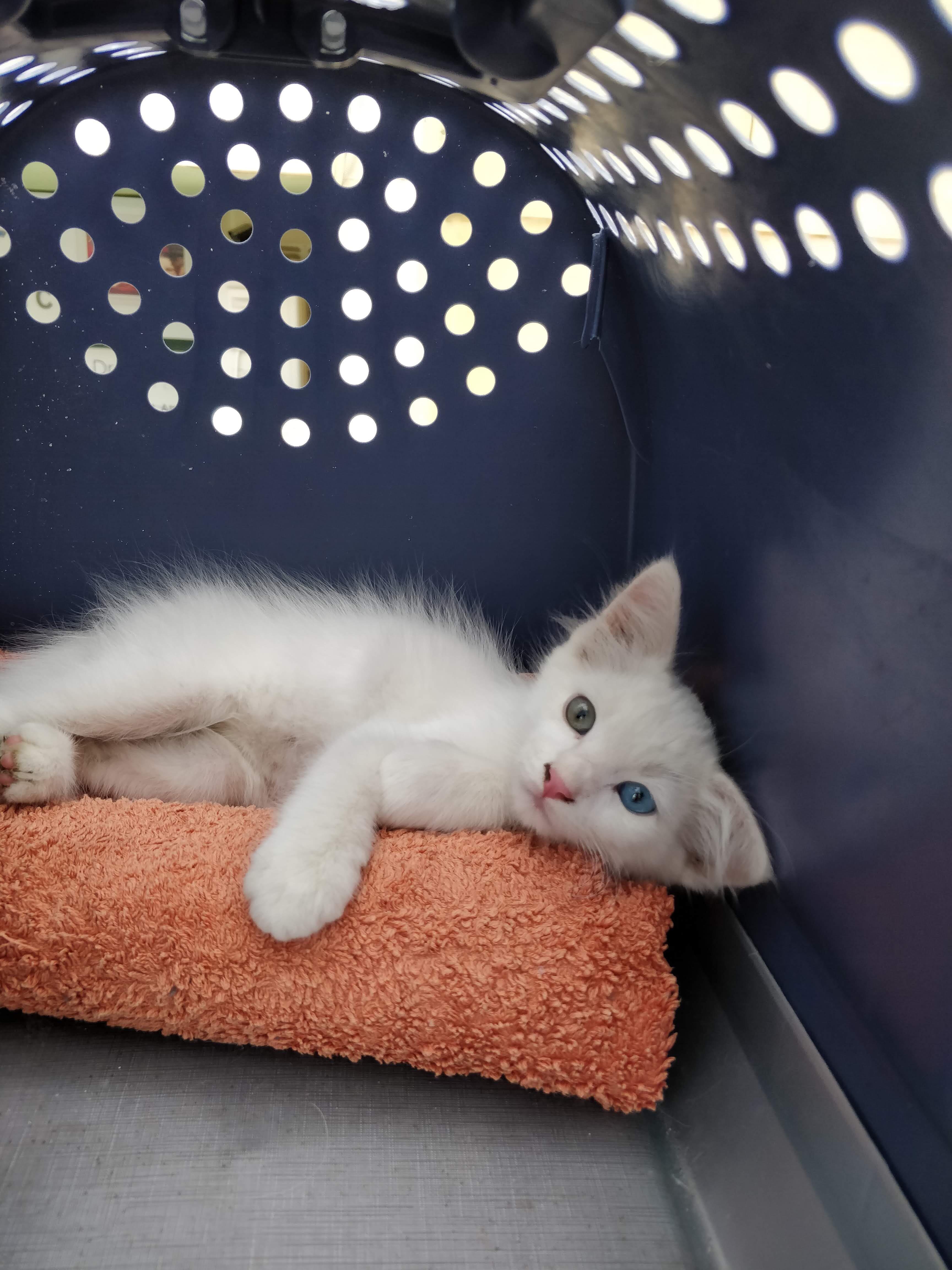 Found this lil’ fella alone crying at night. Here he is on his way to