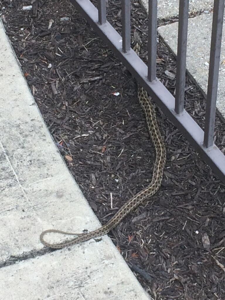 South Austin, TX snake 23ft r/whatsthissnake