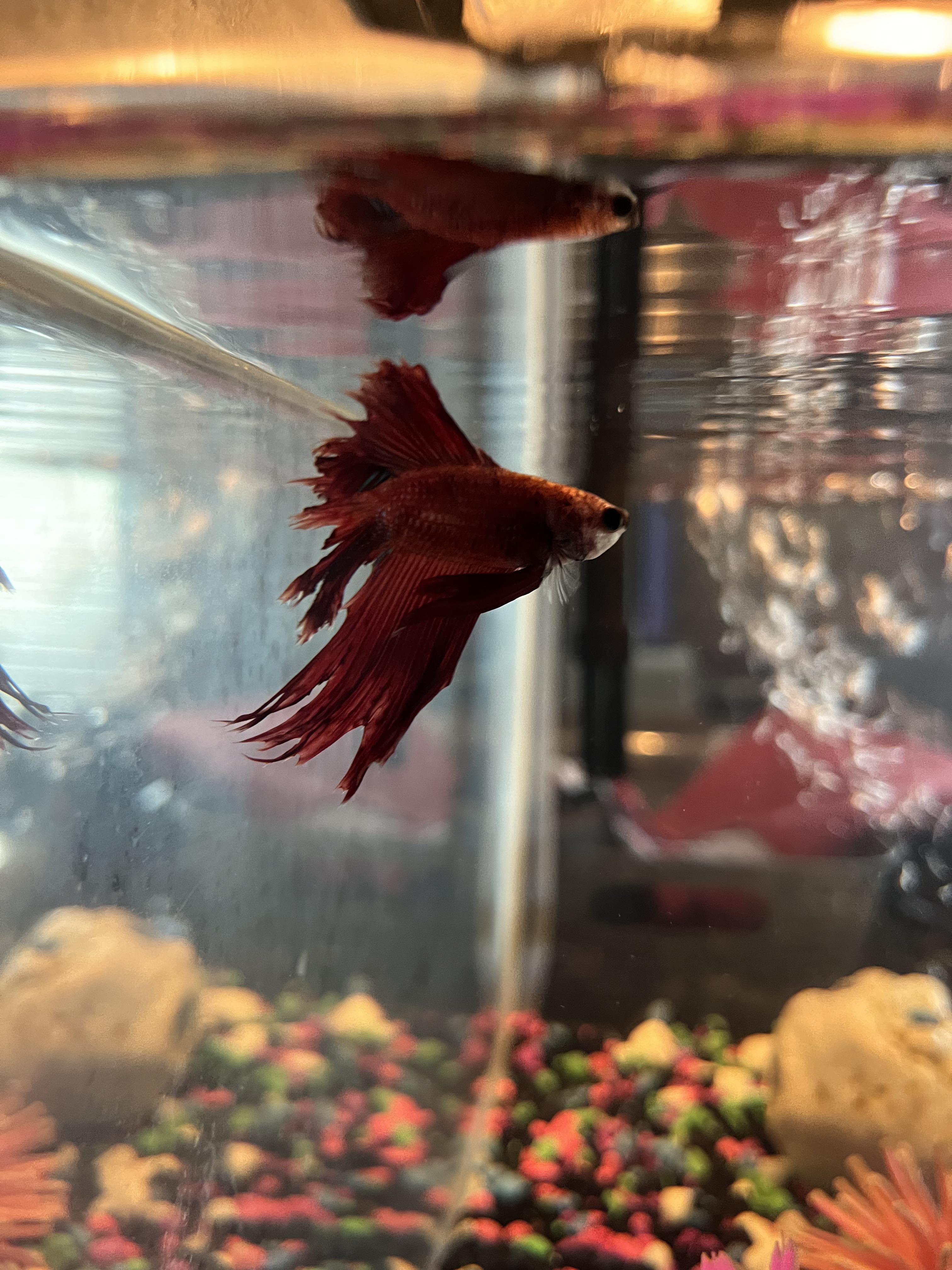 Little brother surrendered his betta to me, is it too late for it